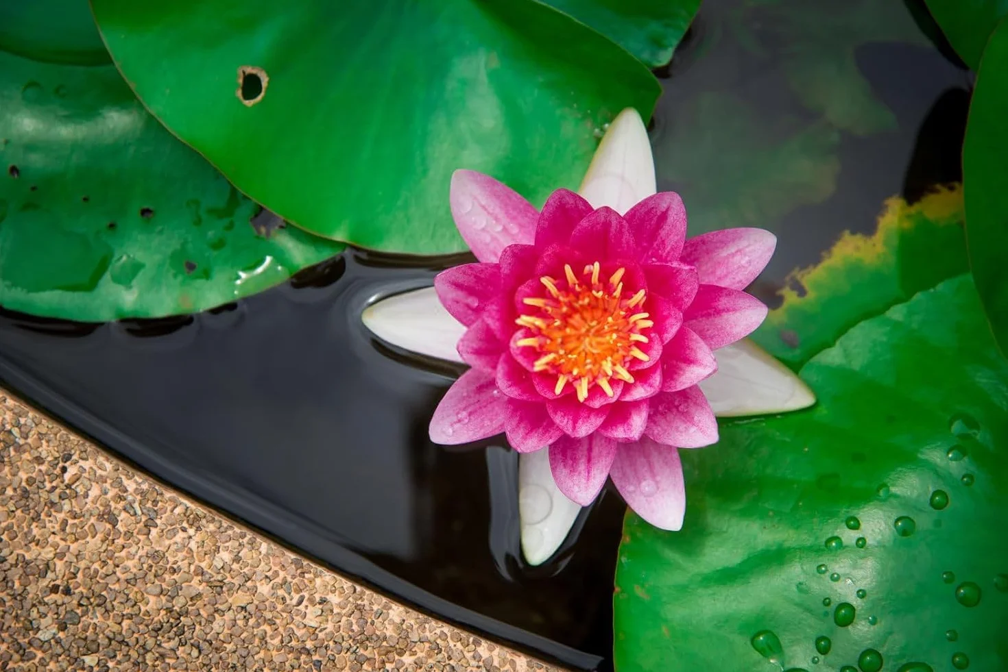 Lotus Lot de 40 pièces pour mini étangs, bols et chambres