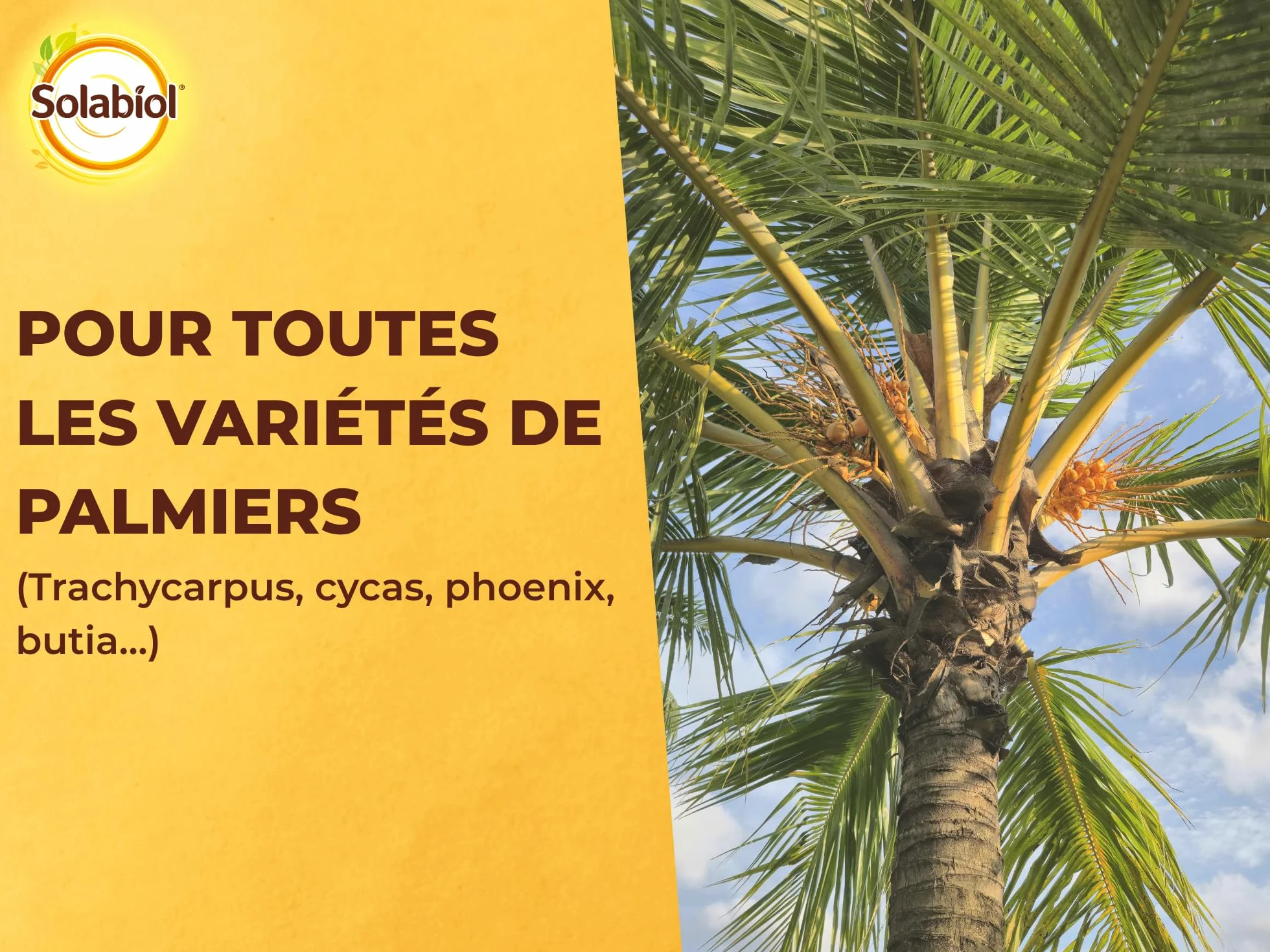 Engrais Palmiers Plantes Méditerranéennes 1,5kg SOLABIOL SOPALMY15