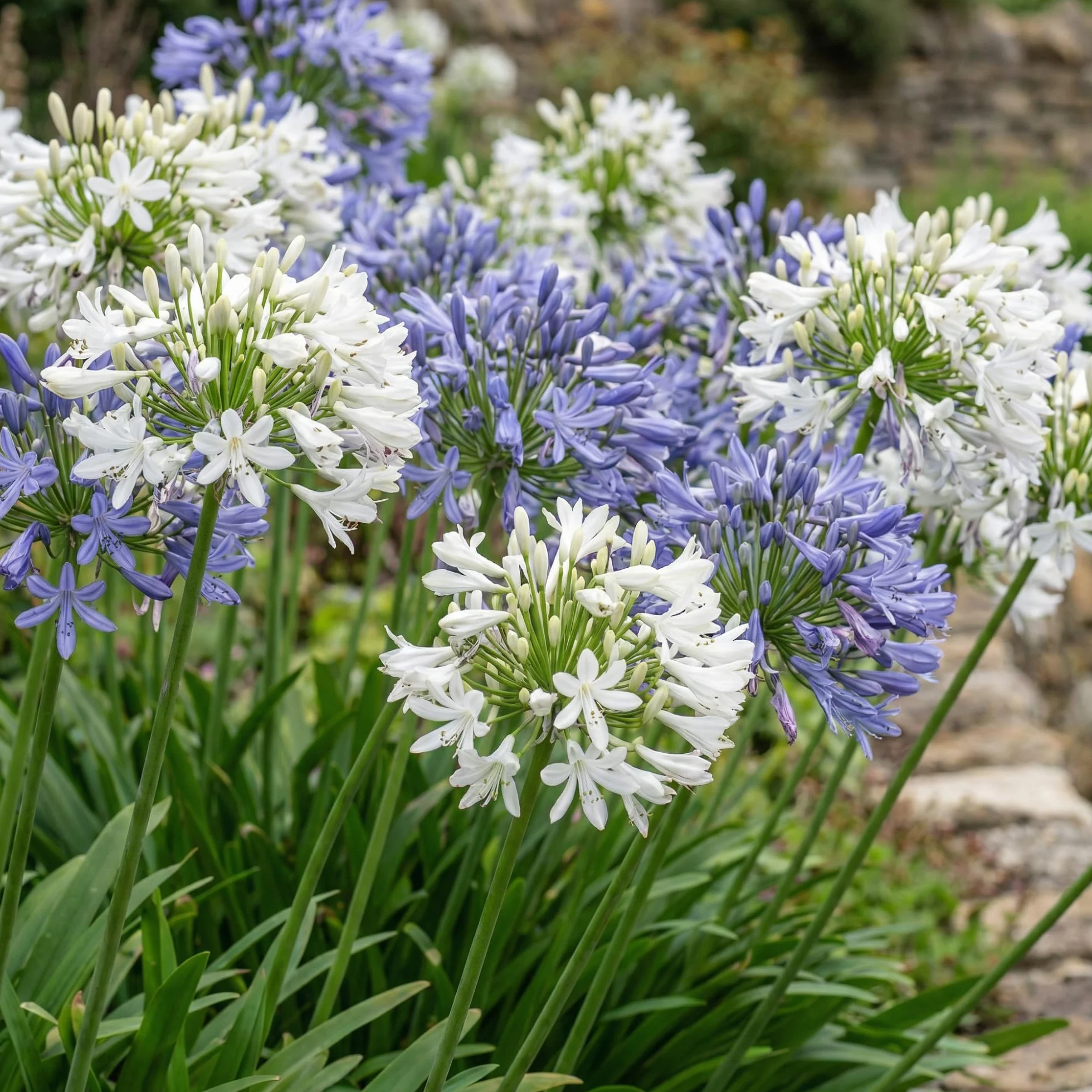 Agapanthus africanus Bleu-Blanc Twister 4 Fleurs à Planter Exterieur Vivaces Rustique Plante Jardin