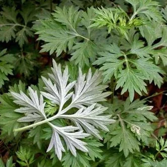 Graines d'Artemisia annua 200pcs, Médicinales chinoises herbe d'absinthe