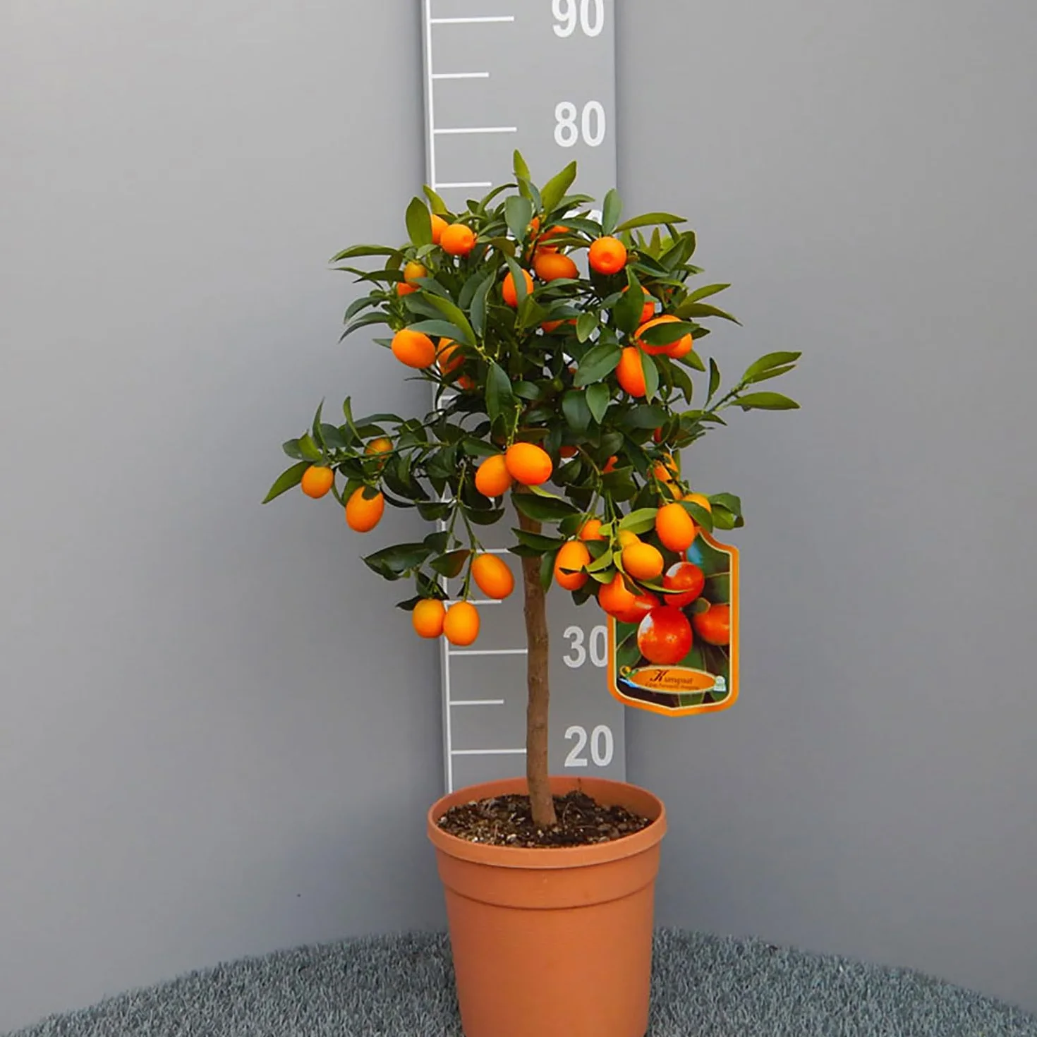 Kumquat Plante en Pot de 20 cm Hauteur 70 cm 2-3 Ans de Greffage Fabriqué en Italie