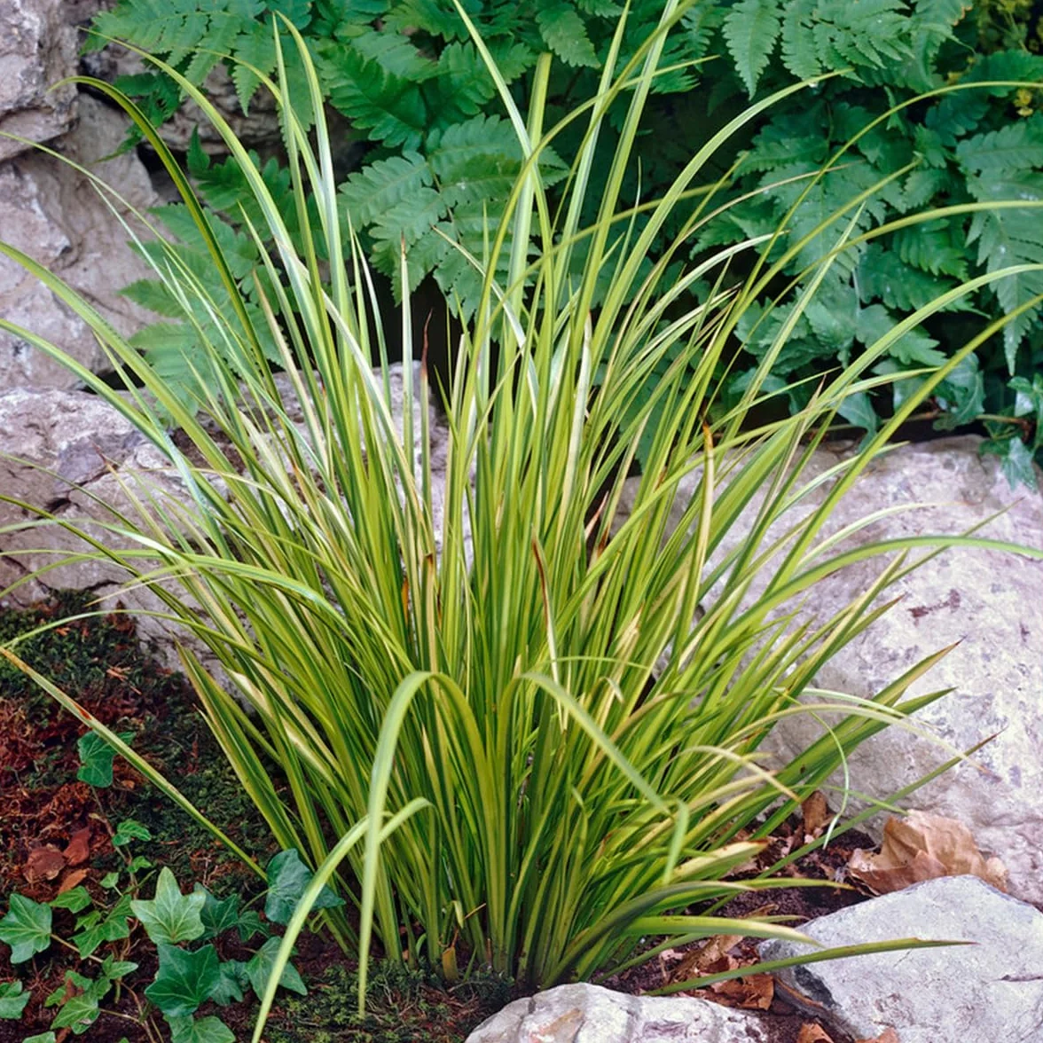 Bloomique Acorus Ogon Acore nain Plantes de bassin Résistante au gel Hauteur 10-20 cm Pot 9 cm