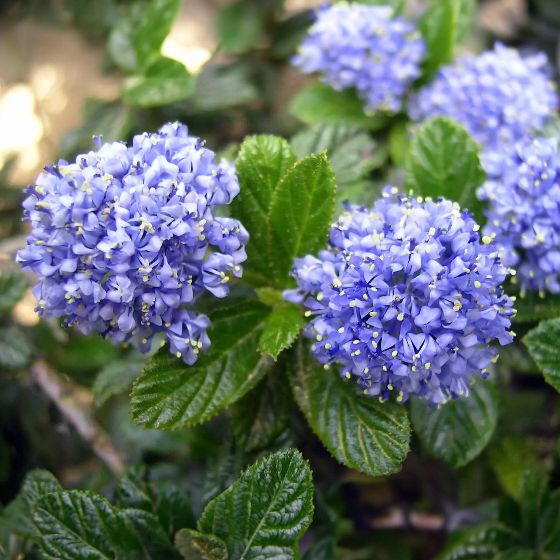 Céanothe Victoria | Lilas sauvage de Californie en pot