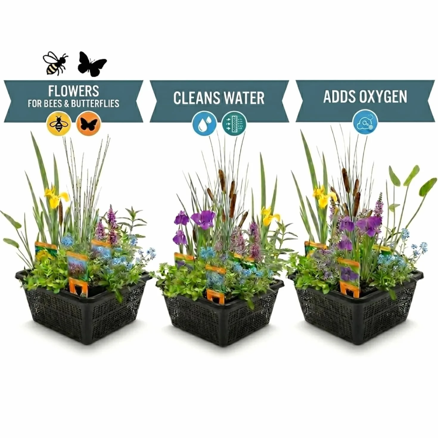 Vdvelde Mix 12 Plantes de Bassin P9 Nénuphar Nain Rouge Nymphaea Pygmaea Rubra 3 Paniers AQUA SET Plantes Oxygénantes Rustiques Mellifères
