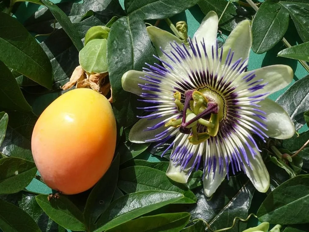 Passiflora edulis JAUNE Graines de Fruit de la Passion – Fruit Tropicale Jardin