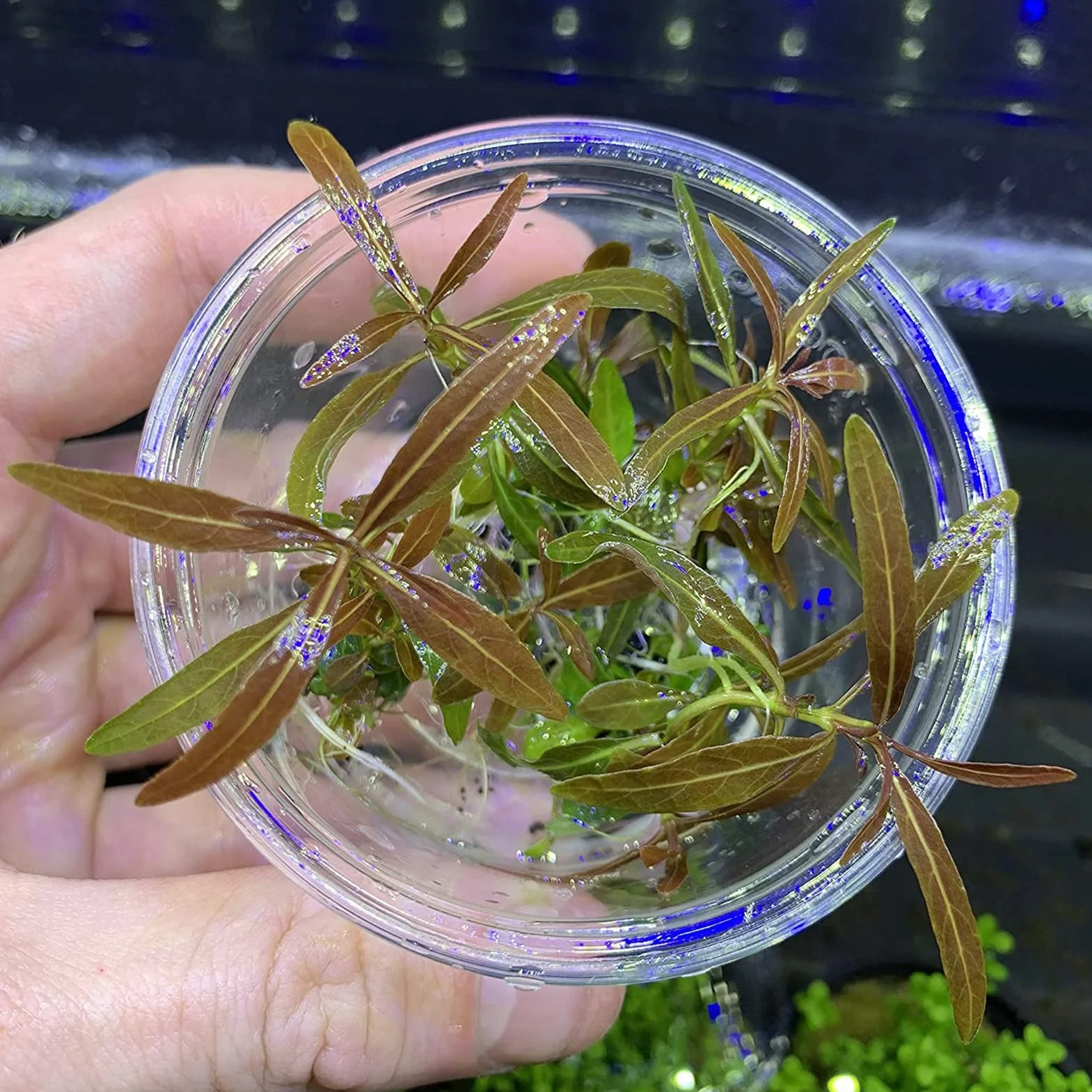 Graines de Potamogeton Crispus, 100pcs Plantes aquatiques pour étang
