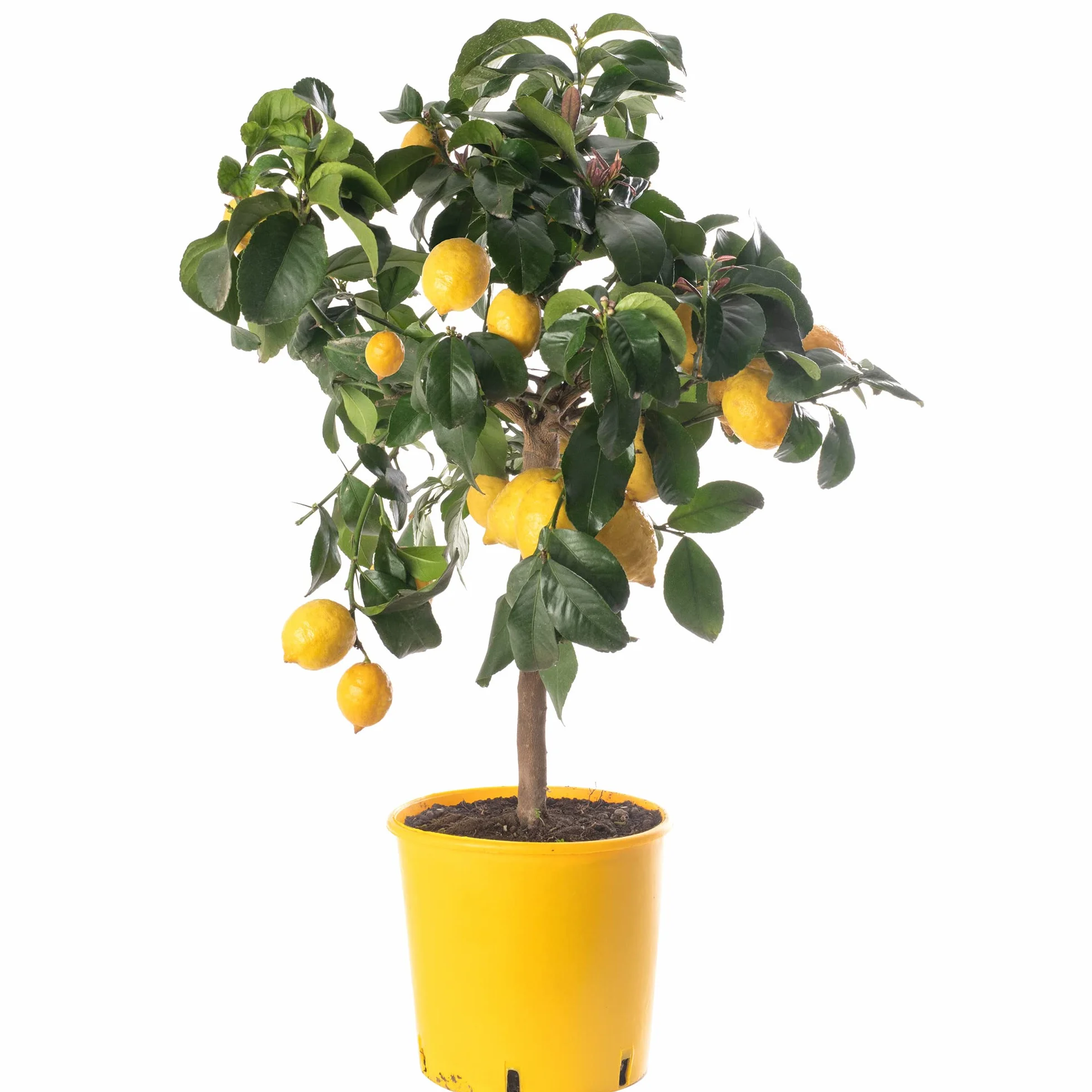 Drzewko cytrynowe Grand arbre d'agrumes - uprawa w domu i ogrodzie