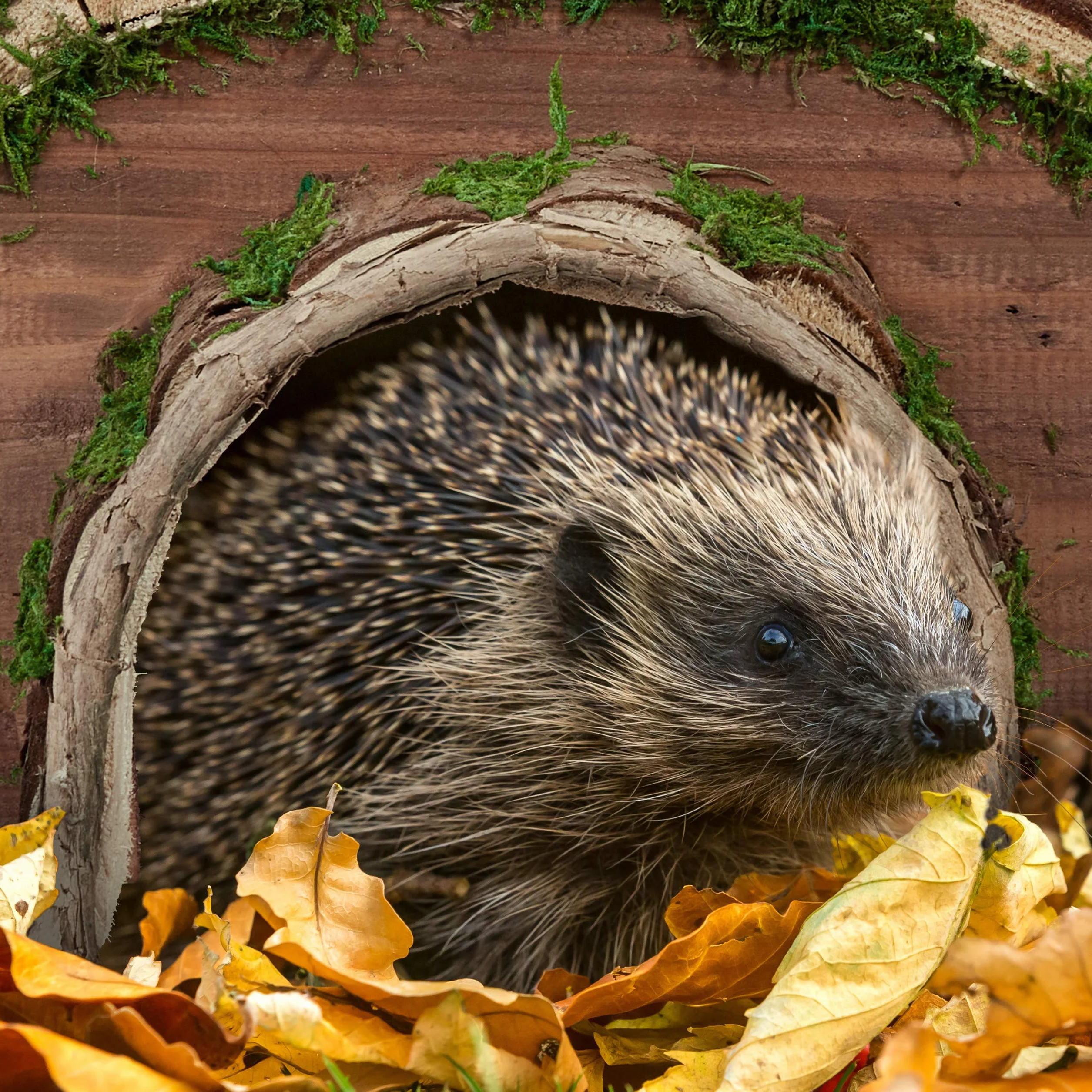 Relaxdays Abri pour hérisson Bois Mousse Hibernation Jardin résistant intempéries 20x40x42 cm Nature