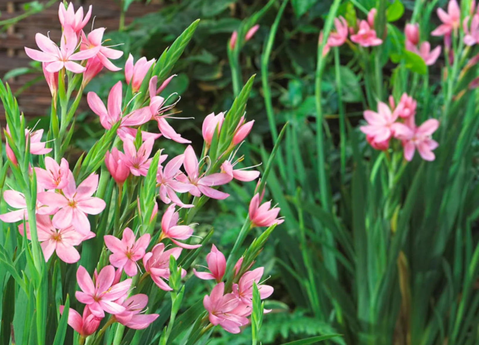 Bloomique Schizostylis Coccinea Lys des Cafres rouge Glaïeul des marais Plantes aquatiques Rustique Hauteur 10-20 cm Pot 9 cm