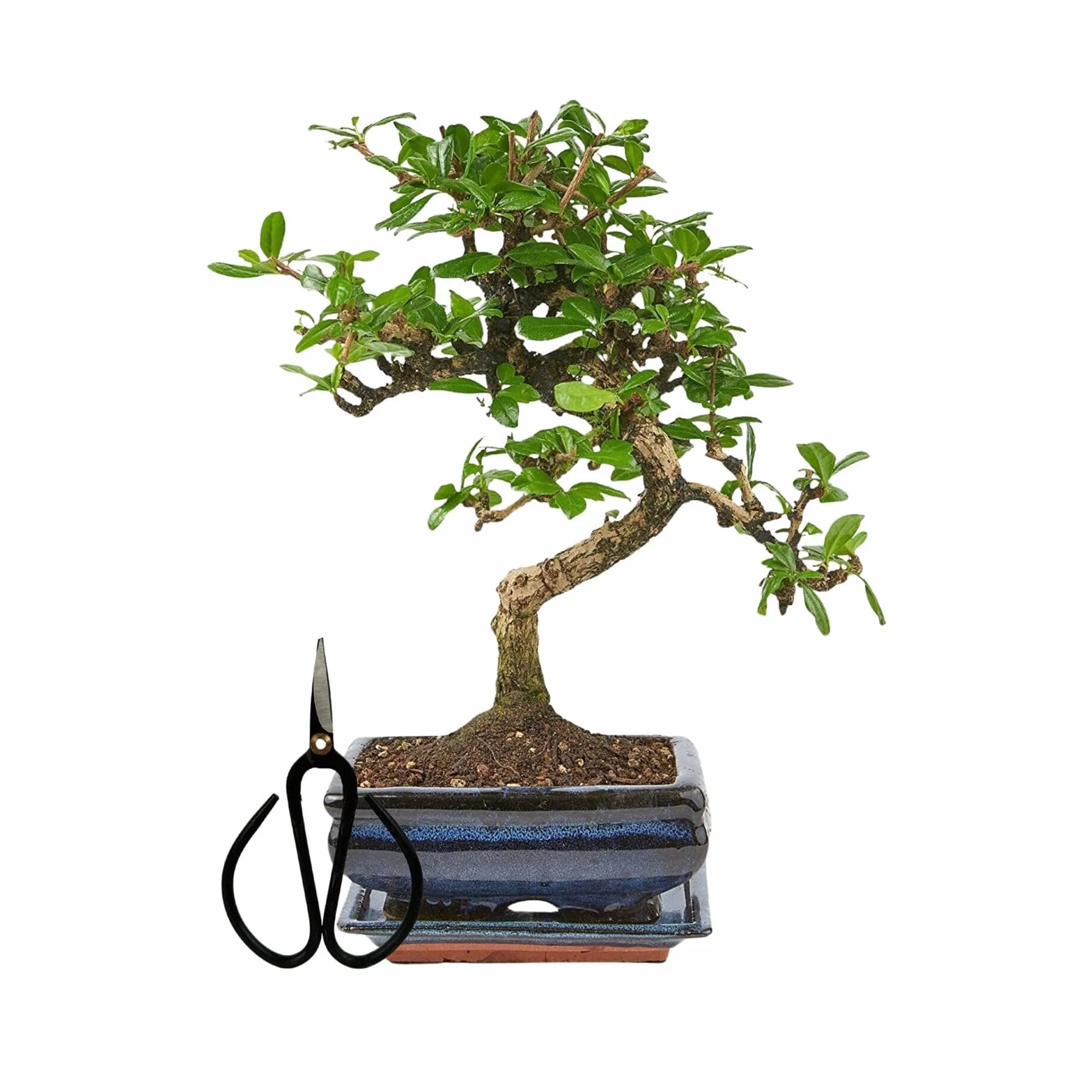 Bonsaï Carmona Chinois en pot céramique 25-35 cm coffret cadeau avec soucoupe et ciseaux