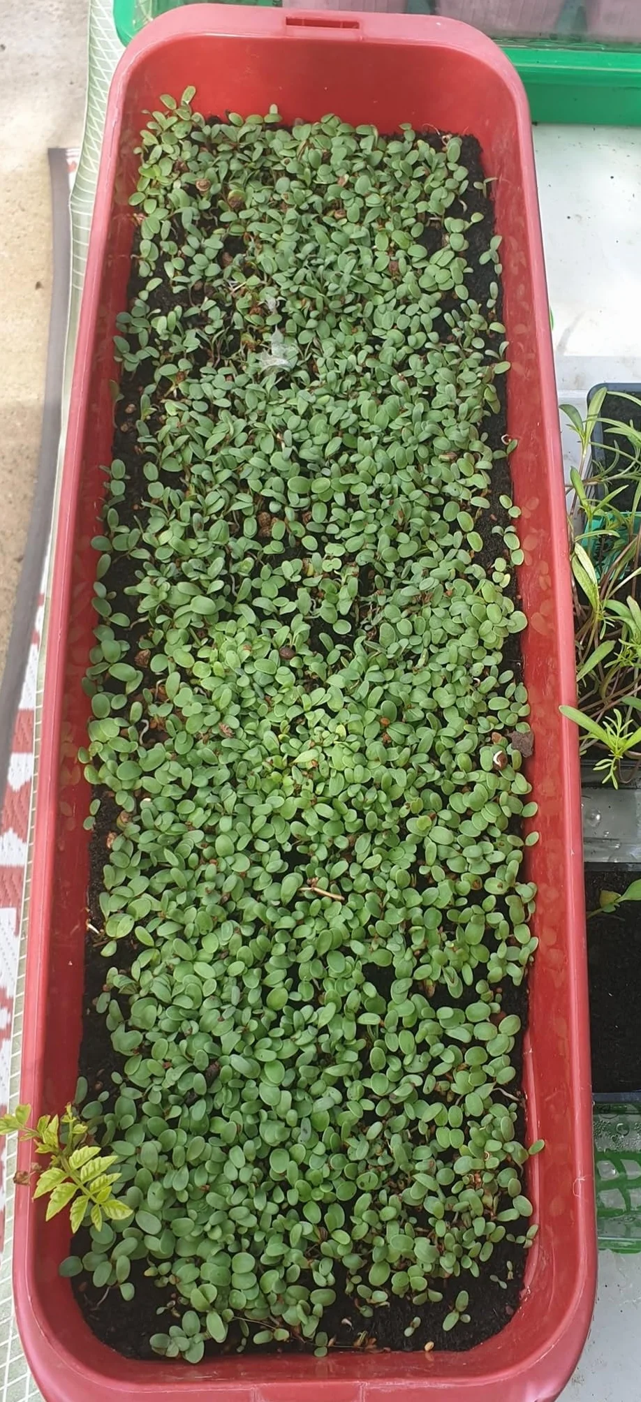 Testumix Mini Graines de fleurs pour tortues lapins poules abeilles