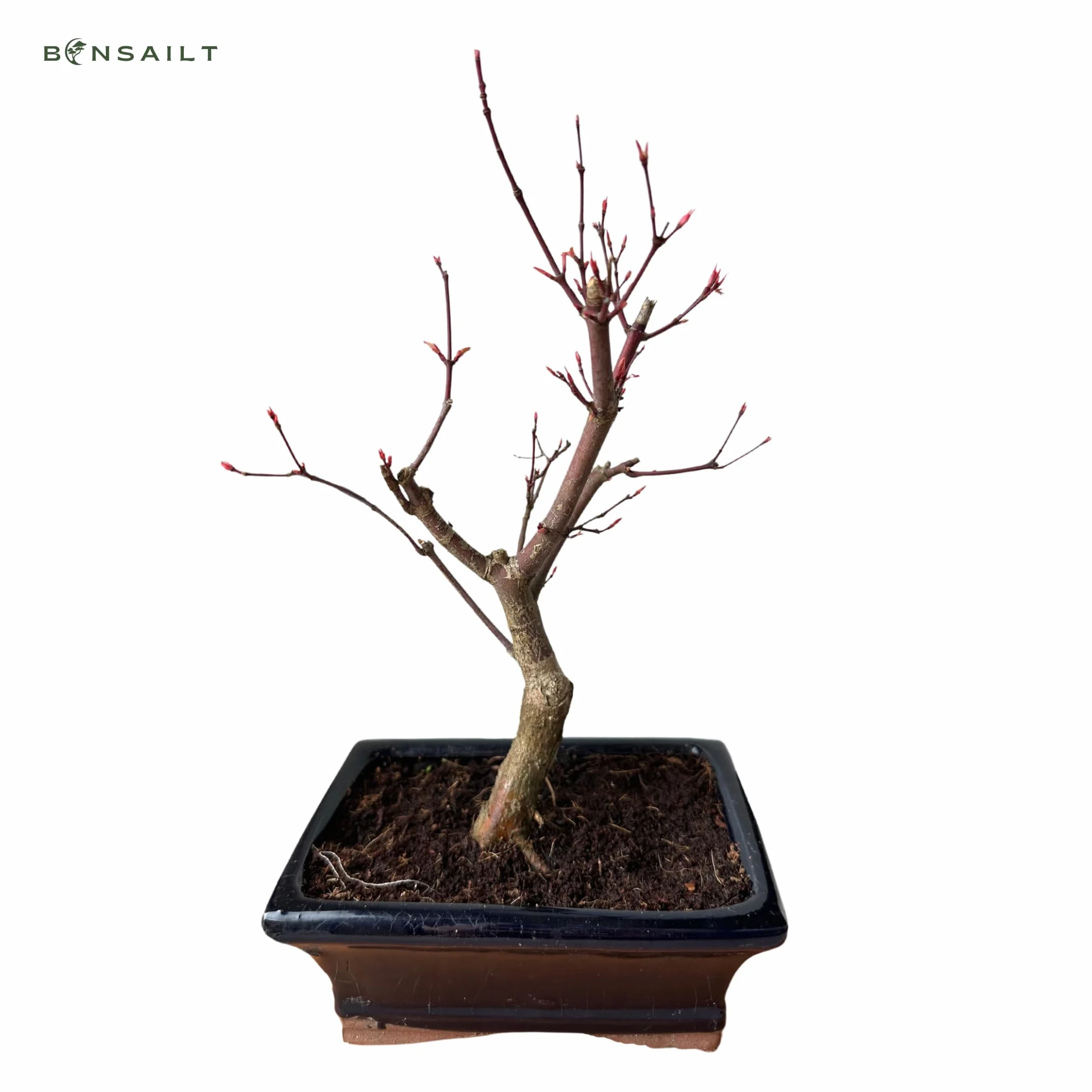 Bonsaï érable Japonais Acer Deshojo 25-30 cm P15