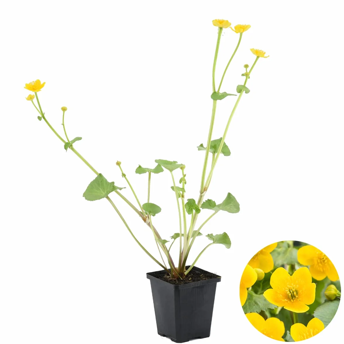 Caltha Palustris Populage des marais Plantes de bassin Rustique 15-25 cm Pot 9 cm