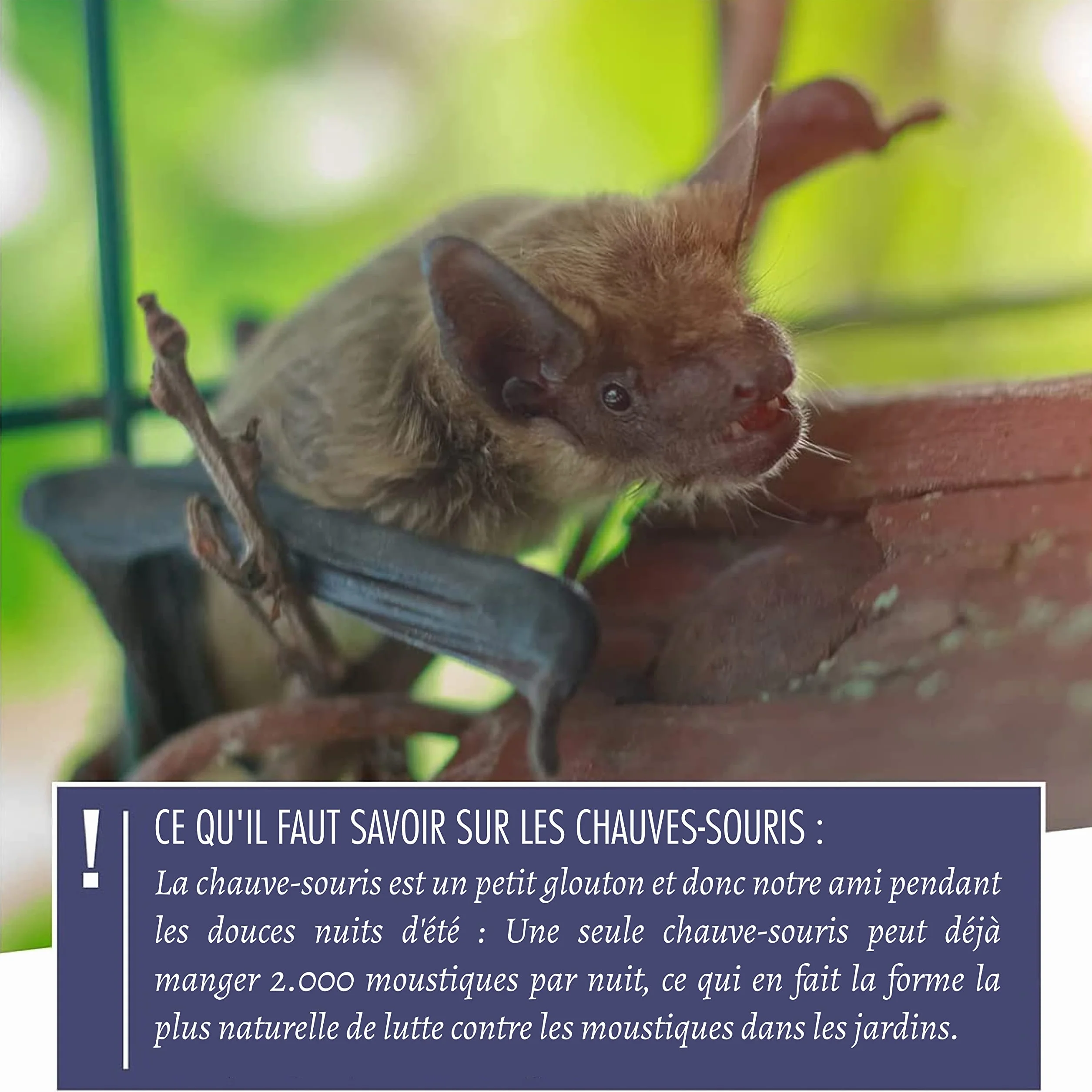 Grand Nichoir Chauve Souris en Bois Massif FSC - Vissé, Résistant aux Intempéries, Abri à Chauve Souris