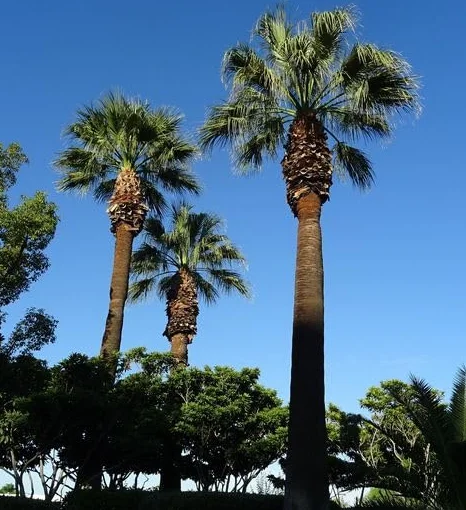Washingtonia filifera Palmier de Californie - Graines Croissance Rapide