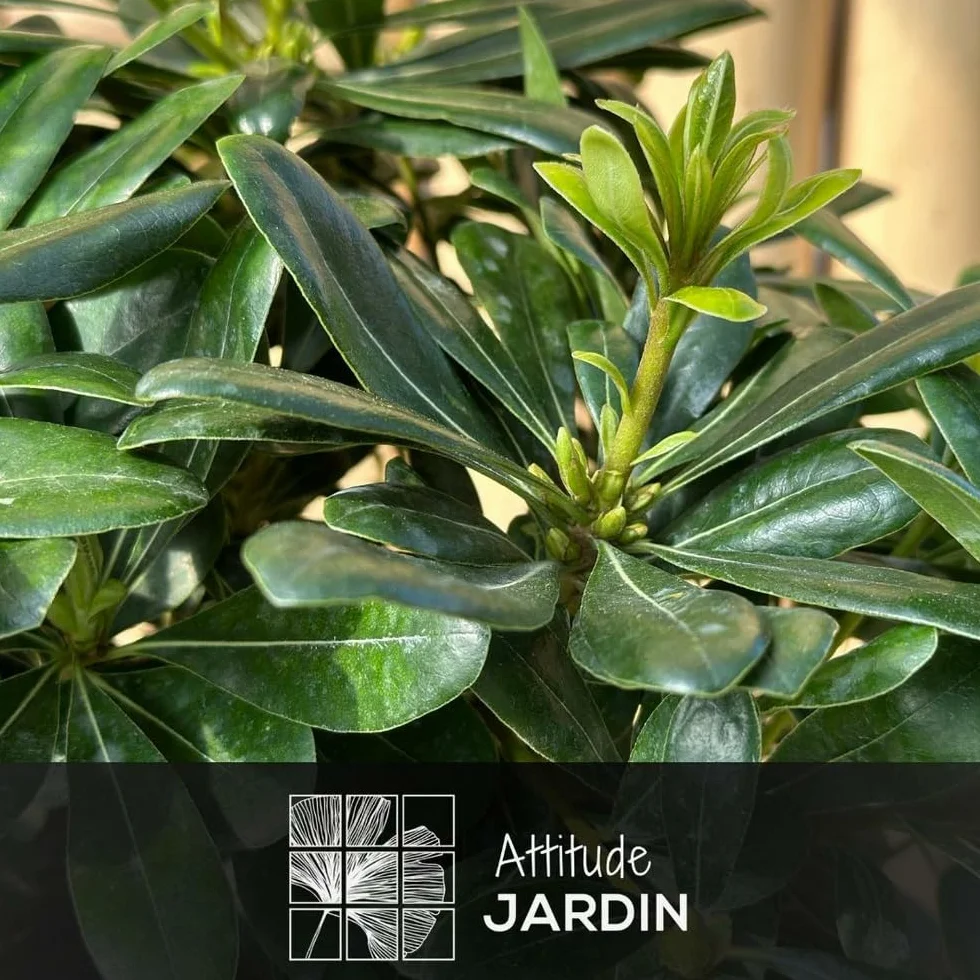 Schefflera gold capella 100-110 cm ⌀ 19 cm plante d'intérieur