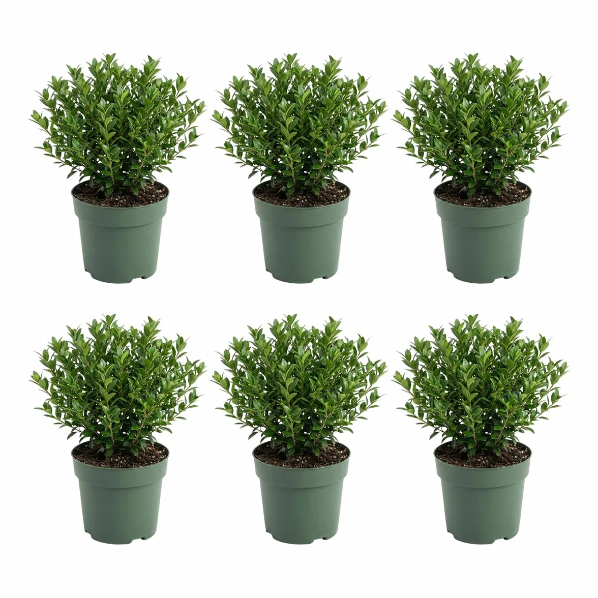 Ilex crenata Jenny - Houx japonais - Lot de 6 - Plante rustique - Hauteur 10-20 cm - Pot 10 cm