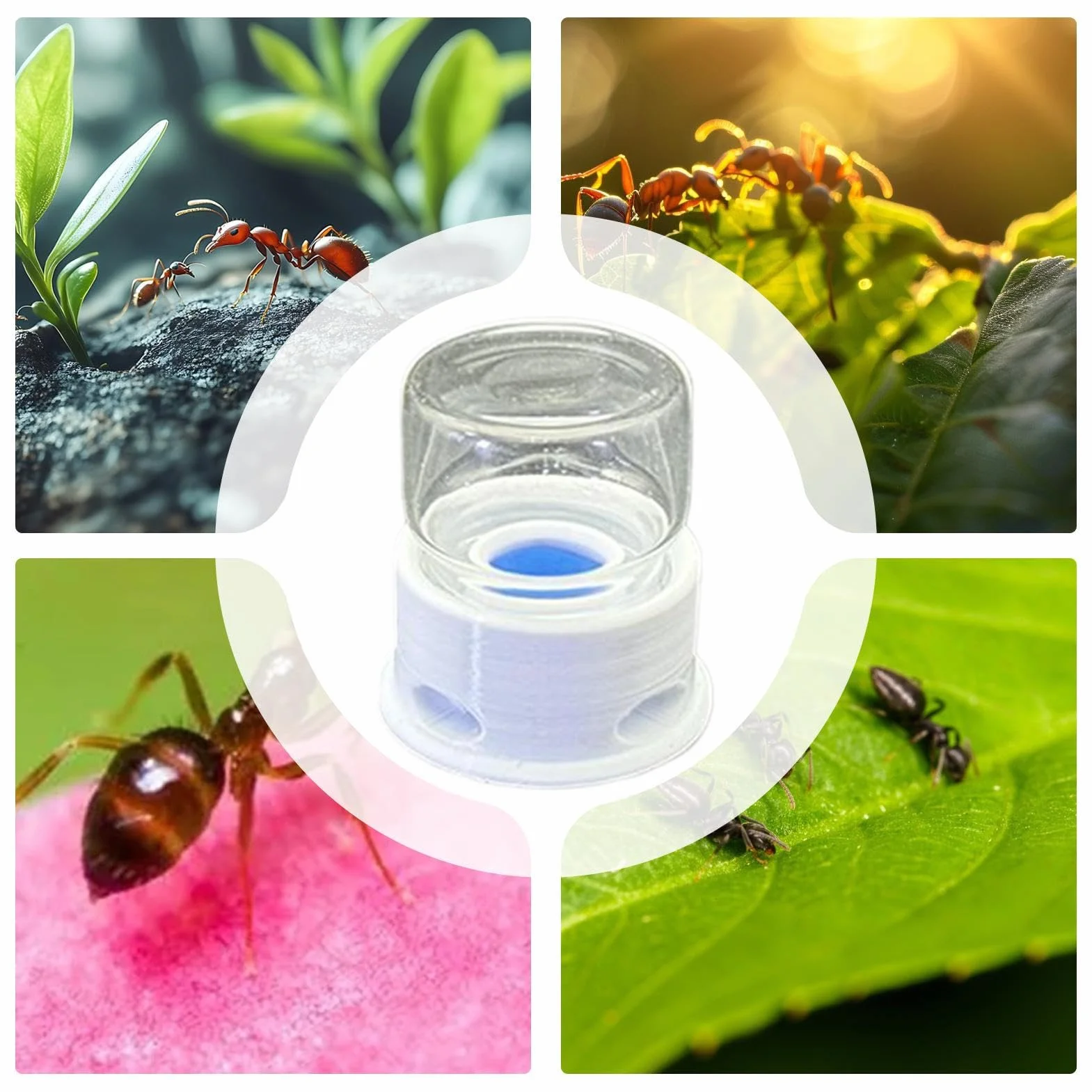 Distributeur pour Fourmis, Fontaine À Eau pour Abeilles, Distributeur À Boisson Transparent Multifonction