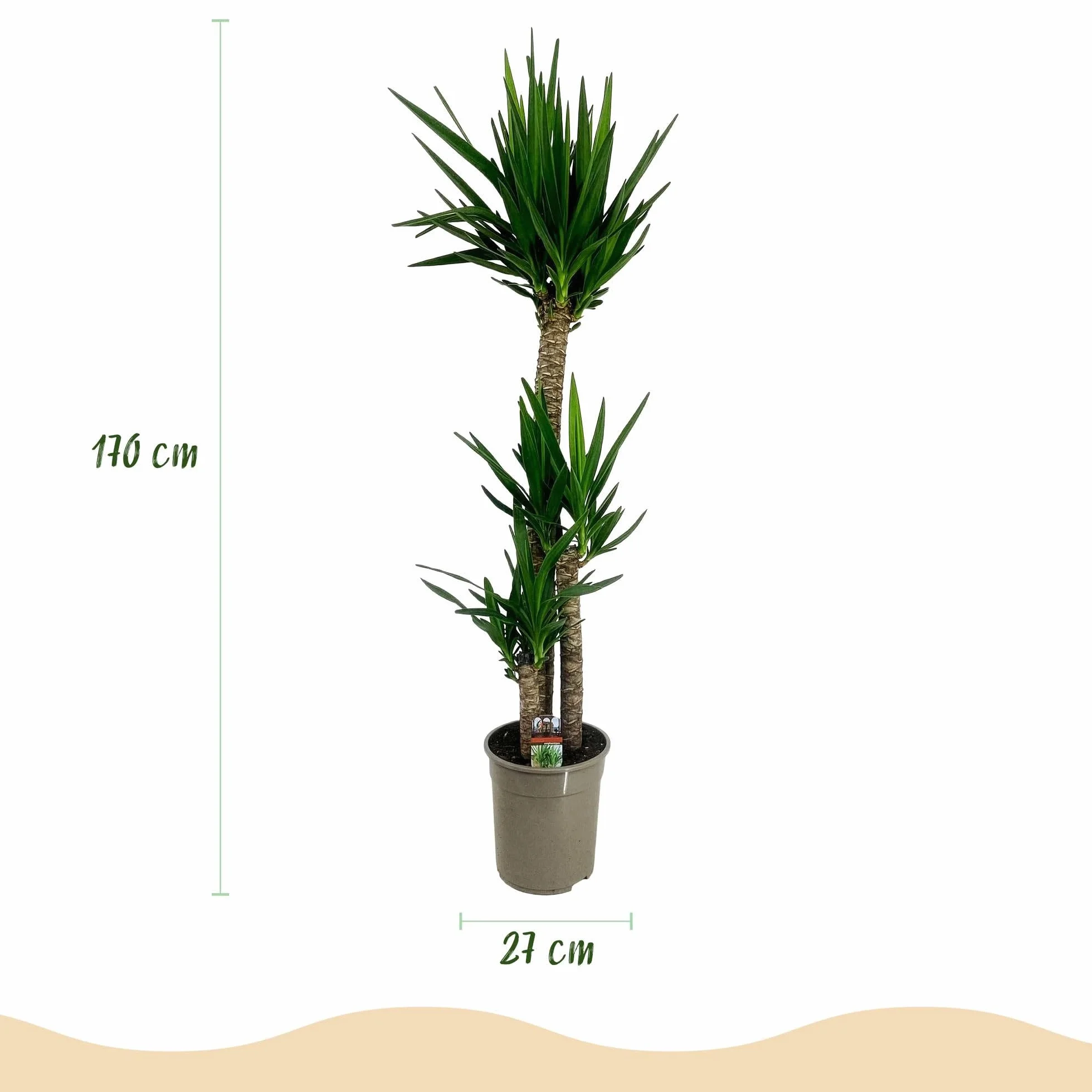 Yucca elephantipes Plante d'intérieur Pot 27cm Hauteur 170cm Vert