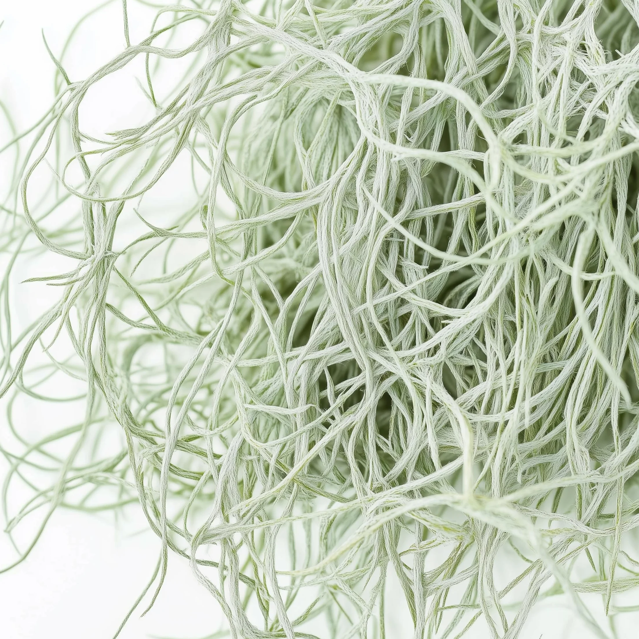 Tillandsia Usneoides 'Mousse espagnole' - Set de 3 - Plante d'ambiance d'intérieur - Hauteur 25-40cm