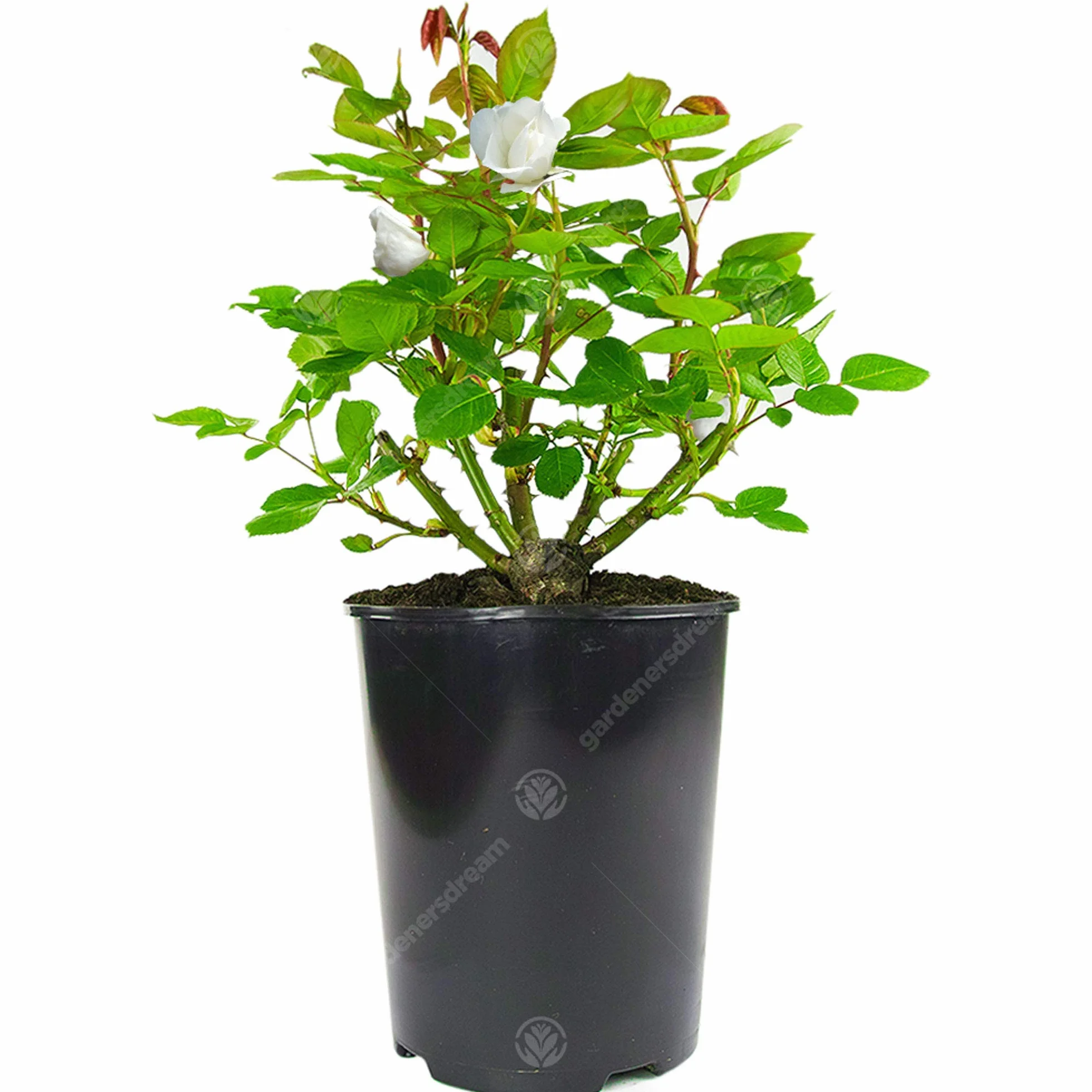 Rosier Blanc en pot | Rosiers de jardin haut de gamme avec fleurs colorées en été