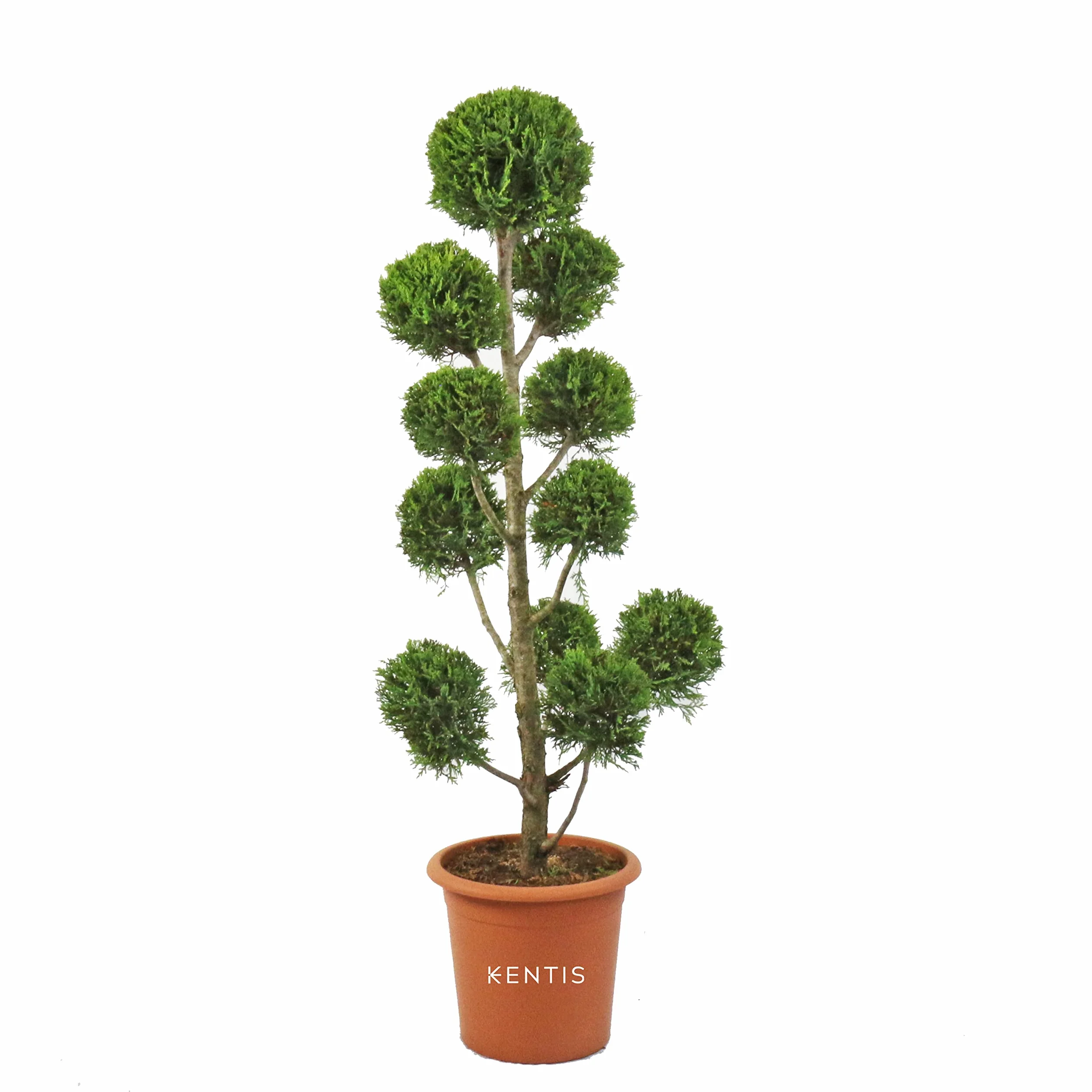 Cupressocyparis Leylandii 'Castlewellan Gold' Pompon Cyprès H 140-160 cm Pot Ø 30 cm