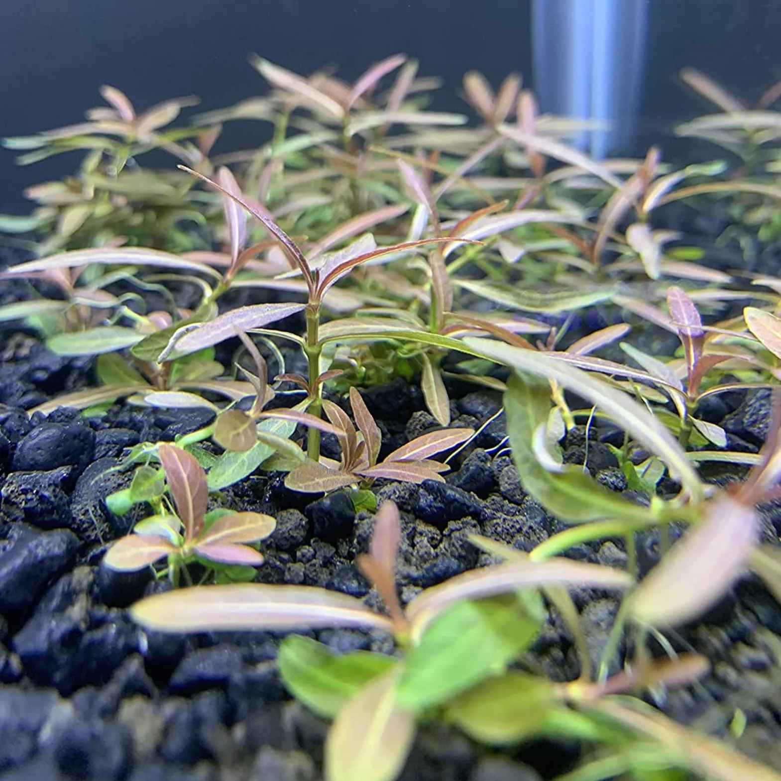Graines de Potamogeton Crispus 100pcs Plantes aquatiques hygrophiles pour étang
