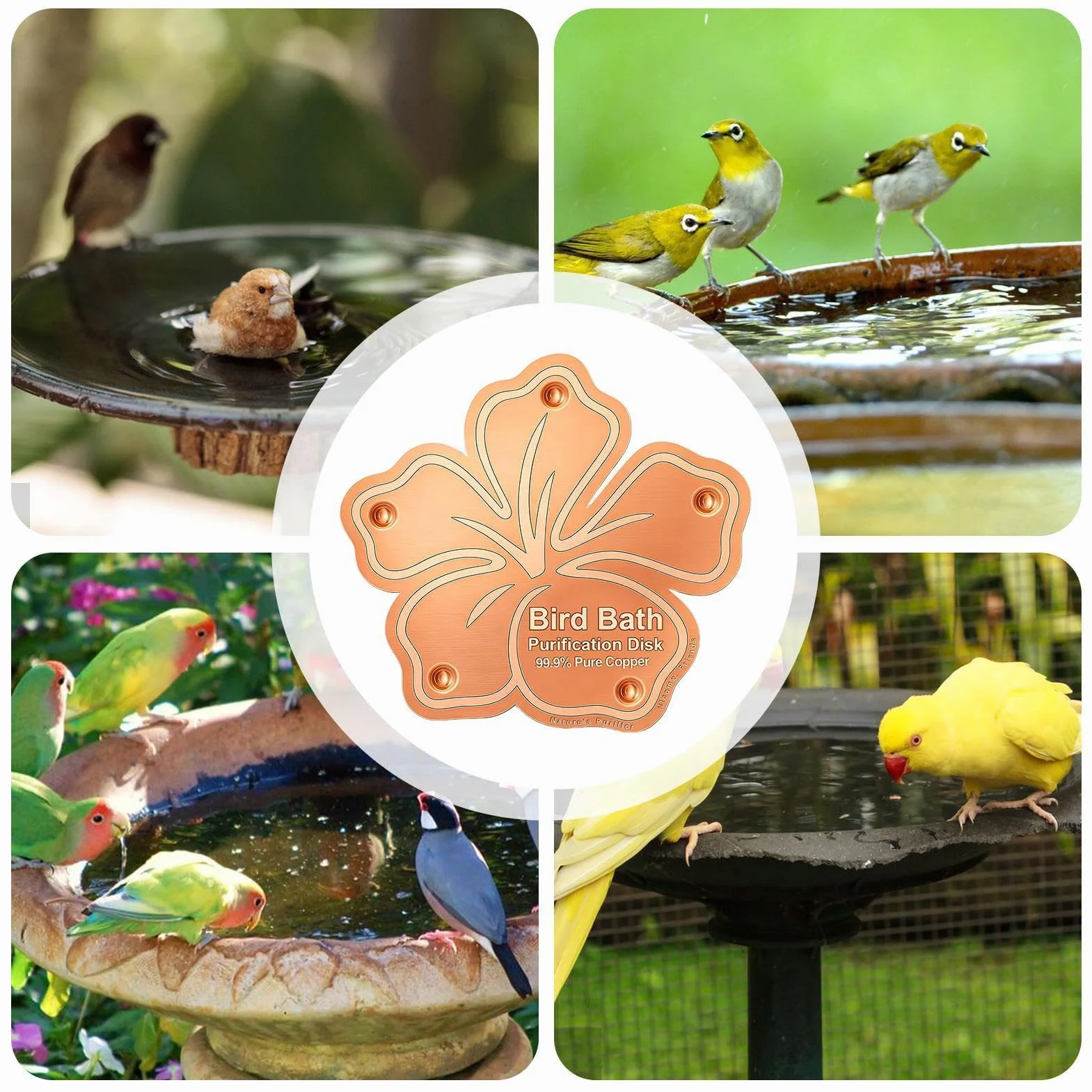 Disque en Cuivre pour Bain d'oiseaux, Accessoire Purificateur d'eau pour Jardin