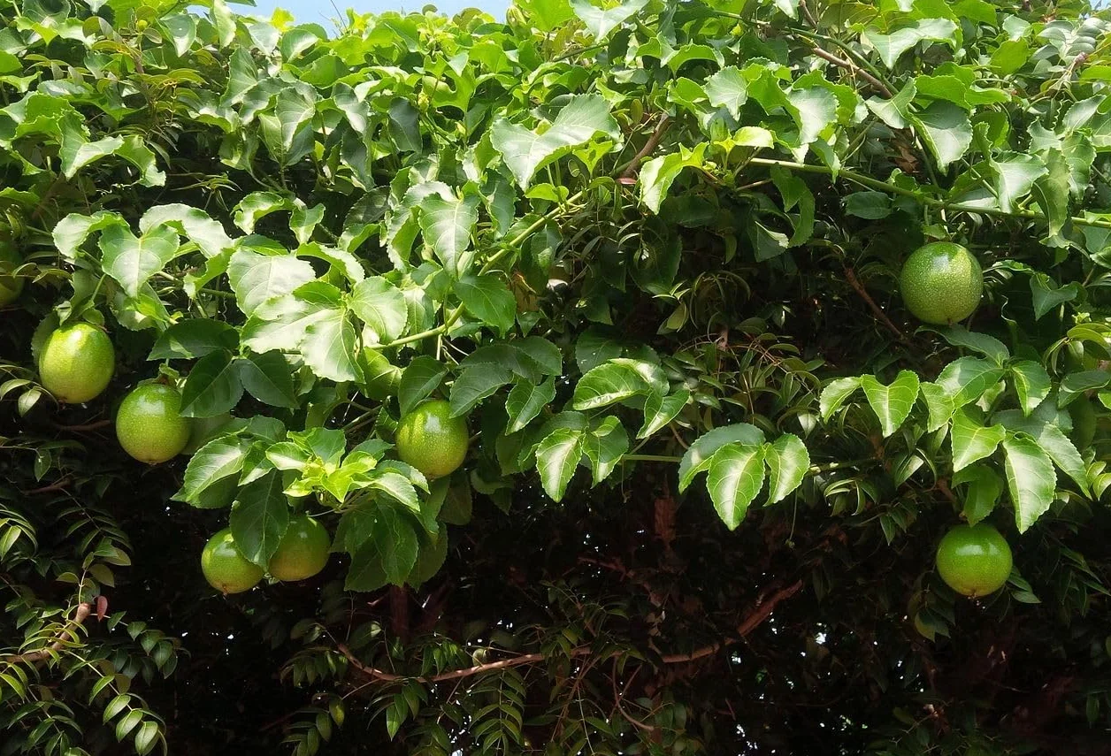 Fruit de la Passion Passiflora Edulis - 25 Graines Plante Grimpante Comestible