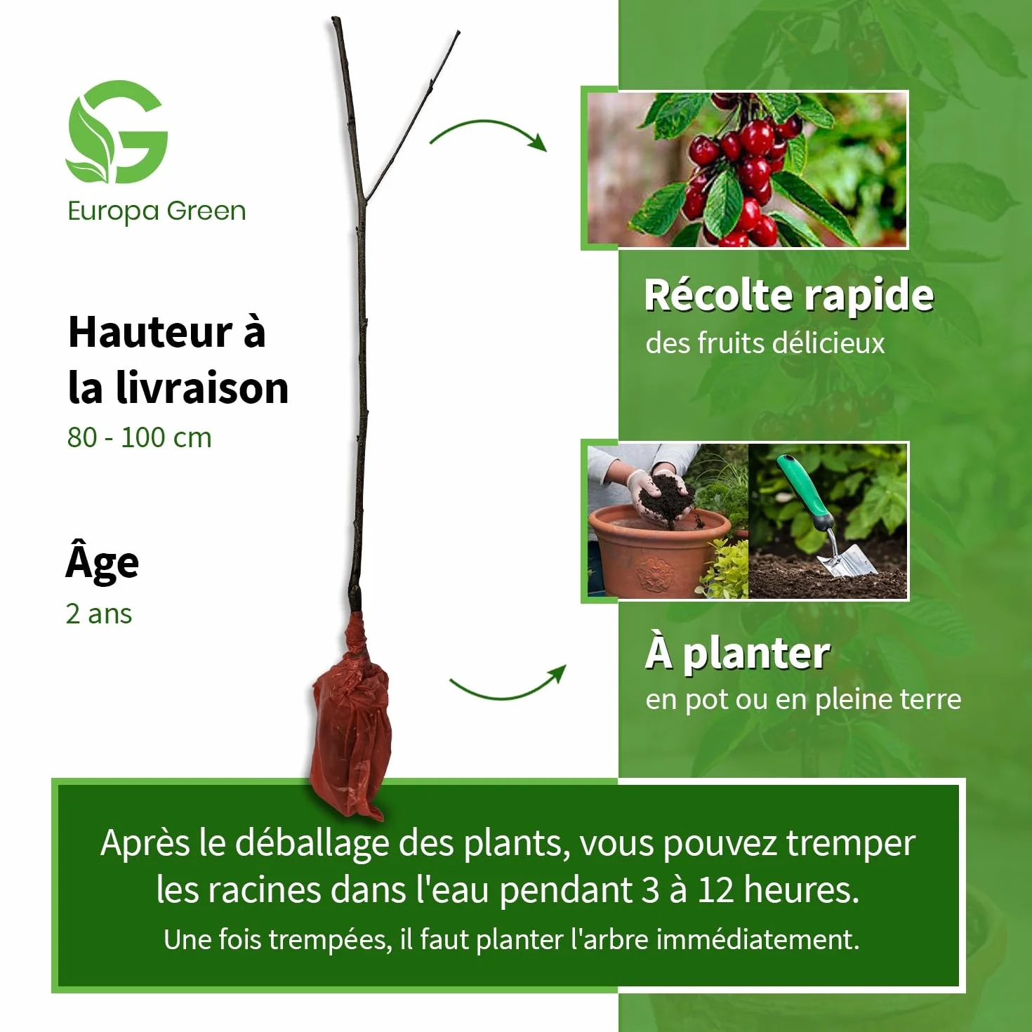 Arbre fruitier Colonnaire Cerisiser 80/100 cm hauteur pour pots et pleine terre