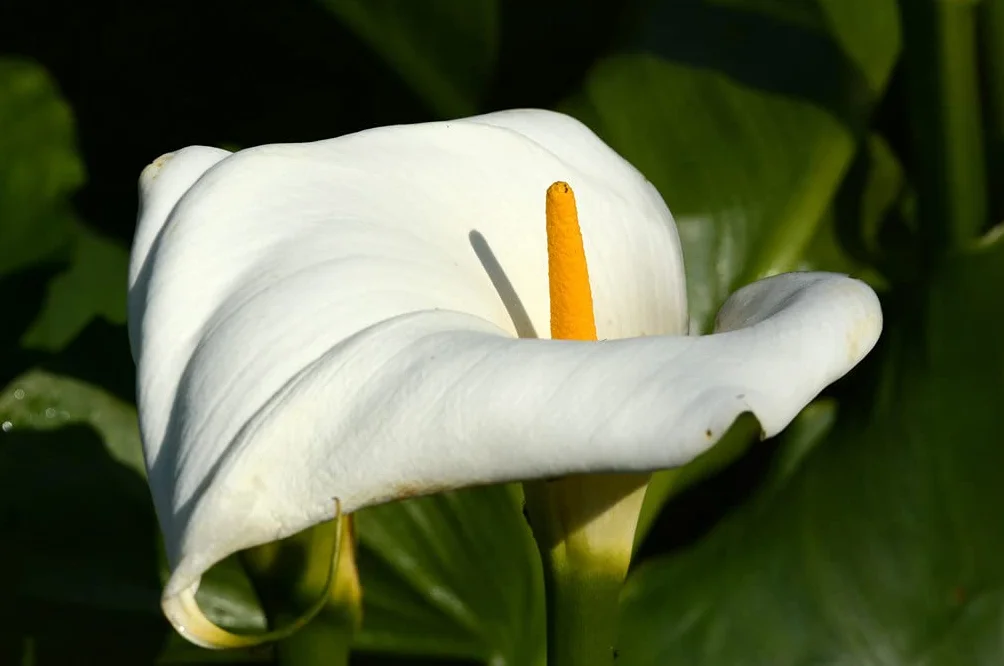 Bloomique Zantedeschia Aethiopica Arum blanc Plantes de bassin Résistante au gel Hauteur 10-20 cm Pot 9 cm