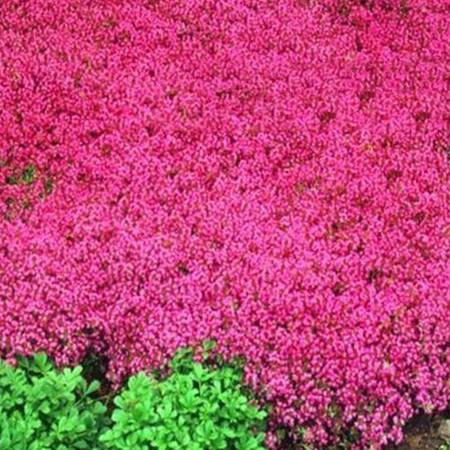 Graines d'Aubrieta Violet Sac de Graines Résistantes au Froid Faciles à Planter pour Jardin Extérieur
