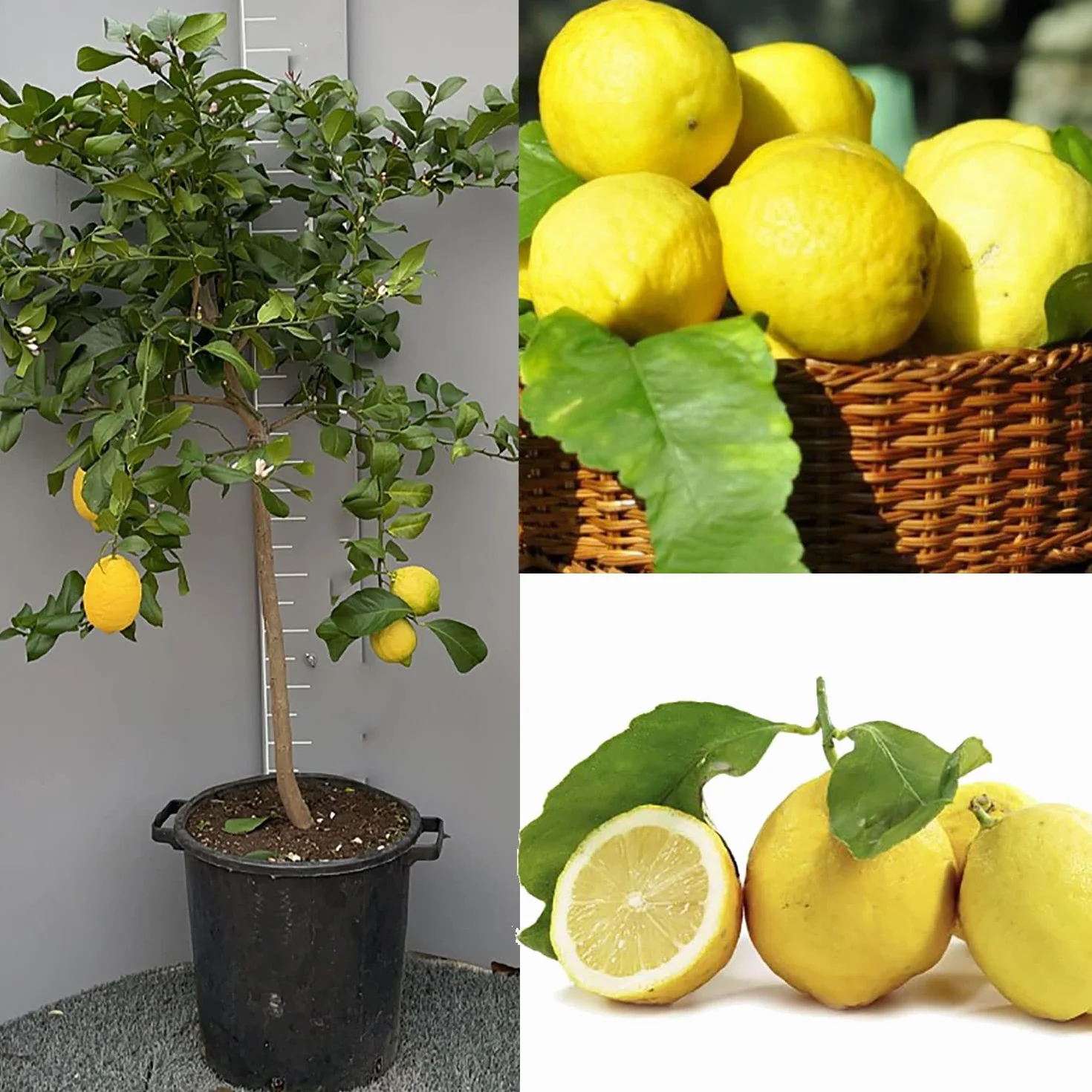 SAVINI VIVAI Citronnier de Sorrente Ovale en Pot 35 cm Hauteur 150-180 cm 6-7 Ans