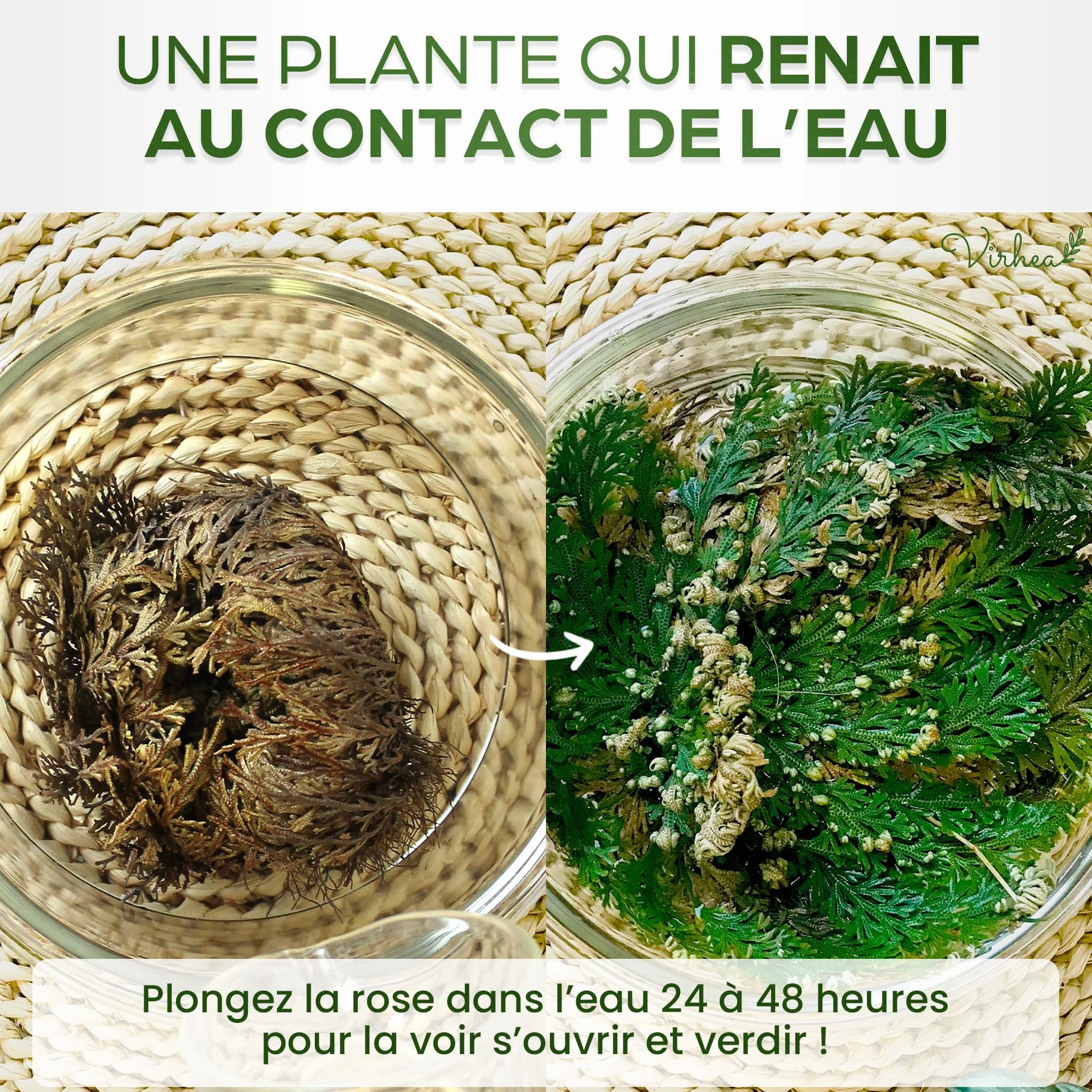 Rose de Jericho Selaginella Lepidophylla Plante de la Résurrection