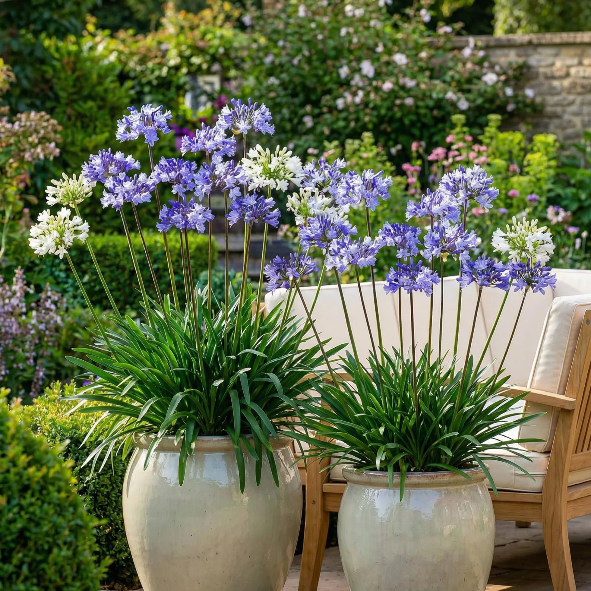 Agapanthus africanus Bleu-Blanc Twister 4 Fleurs à Planter Exterieur Vivaces Rustique Plante Jardin