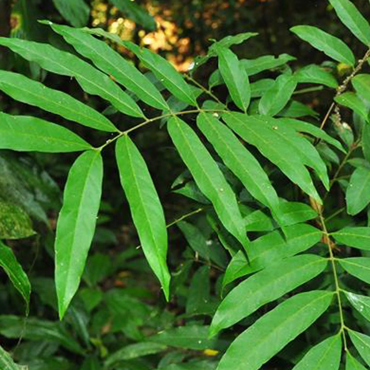 Graines De Curry Faciles à Entretenir Haute Germination 300pcs Plantes D'intérieur