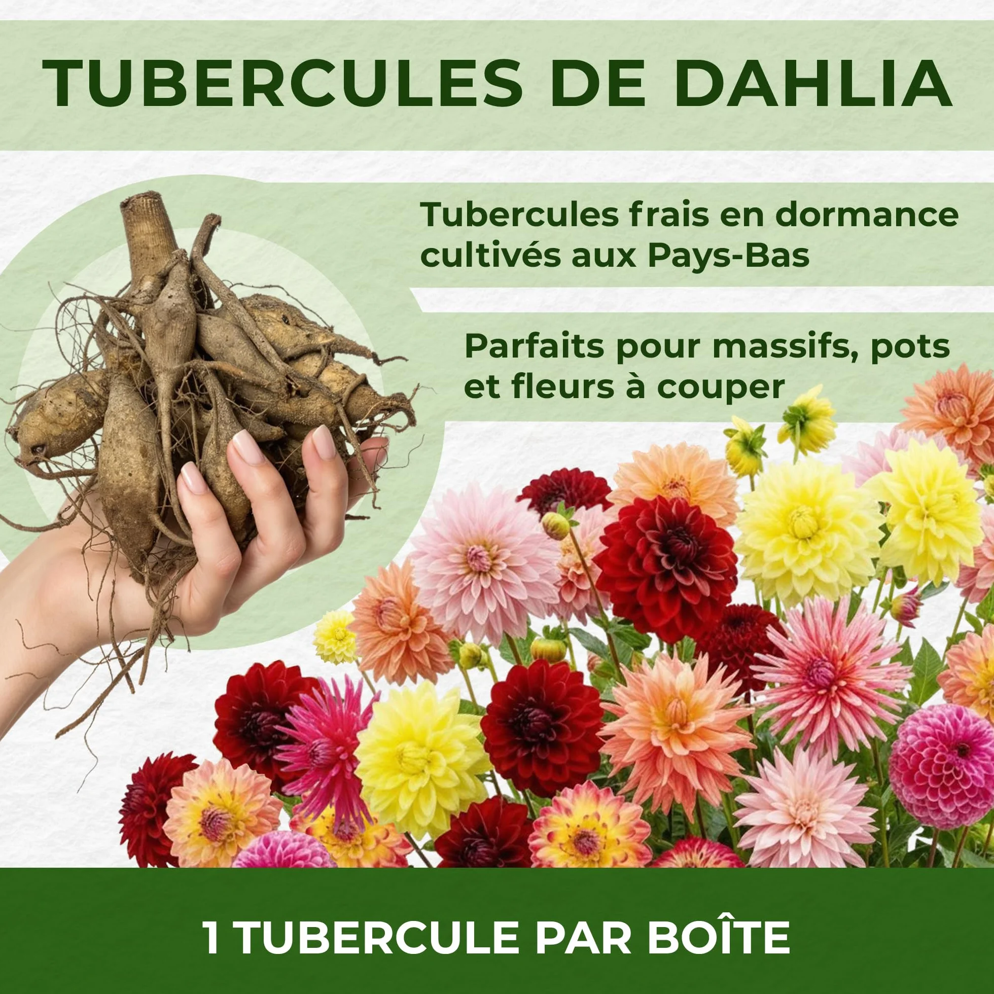 Dahlias Bulbes Super Collection 10 Bulbes de Fleurs à Planter Exterieur Jardin