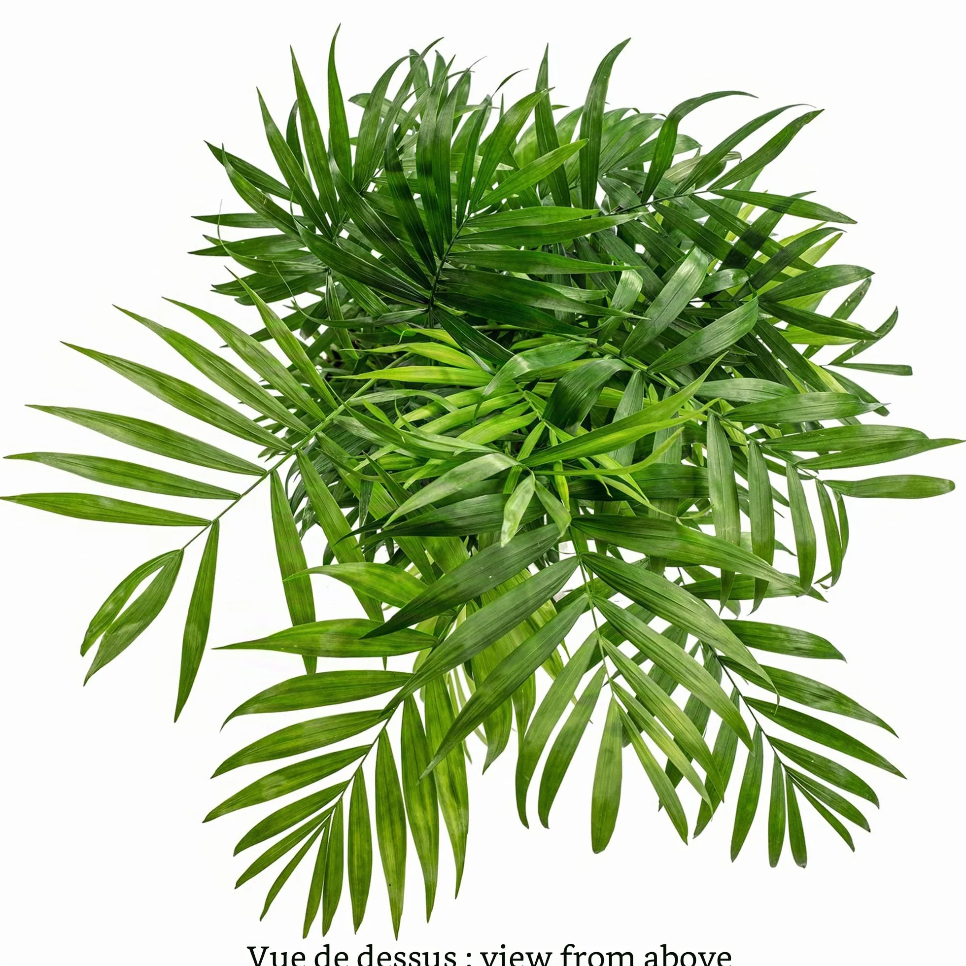 Chamaedorea elegans Palmier de montagne 70 cm pot Ø 17 cm plante intérieur