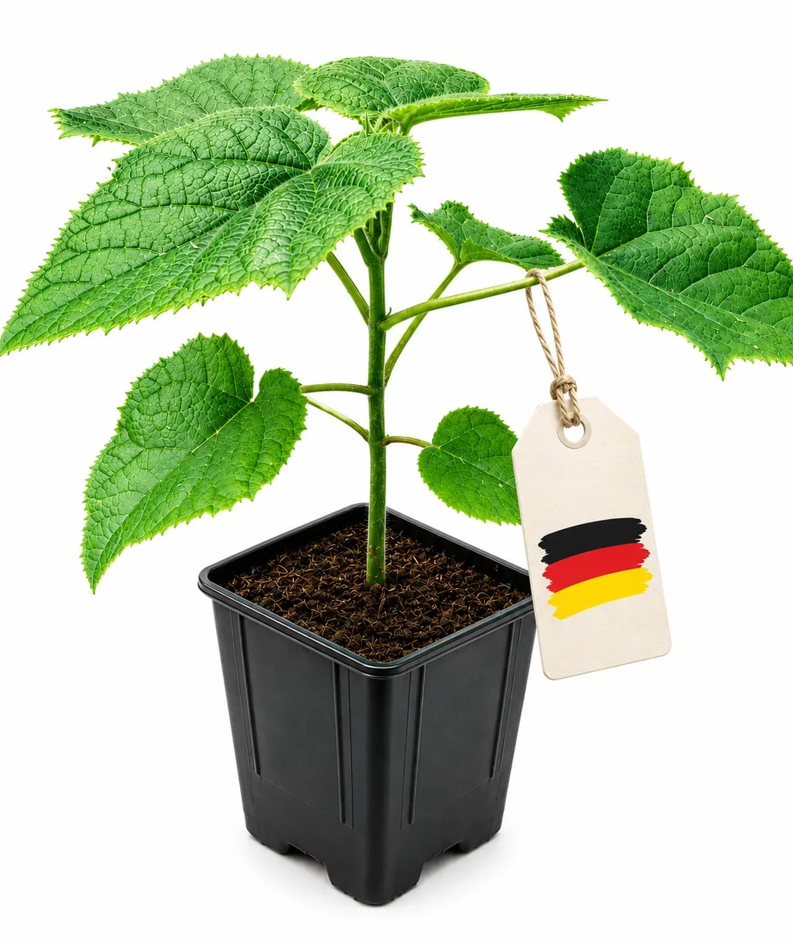 Paulownia Turbo Pro Arbre Impératrice à croissance rapide rustique ombre