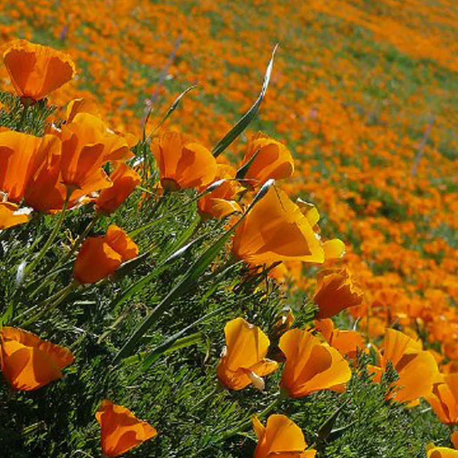 Graines D'Eschscholzia, Graines de Pavot de Californie 100 Pièces, Annuelle Orange Bonsaï Jardin