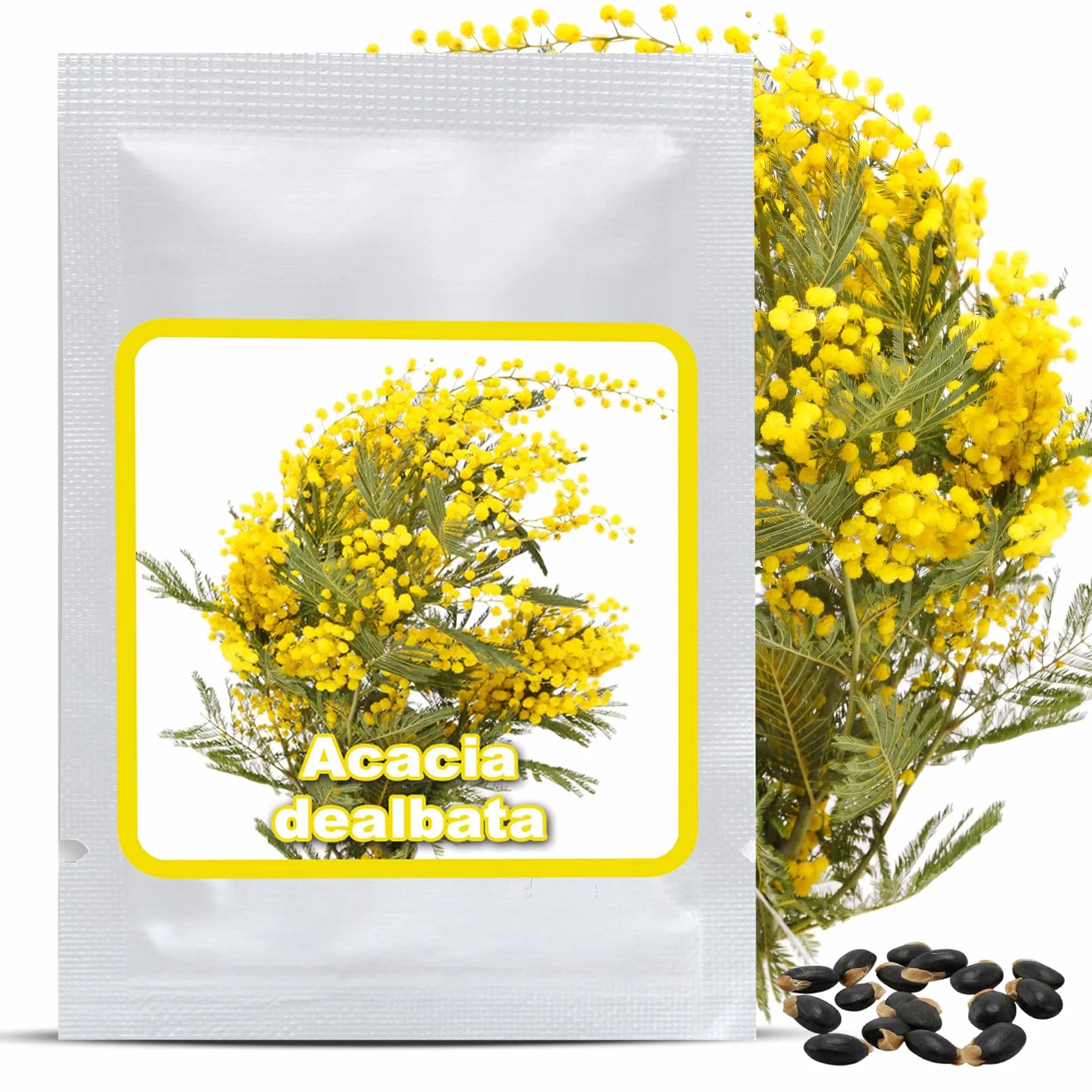 Graines de Mimosa d'Hiver Acacia dealbata – 25 pces – Arbuste Exotique aux Fleurs Jaunes