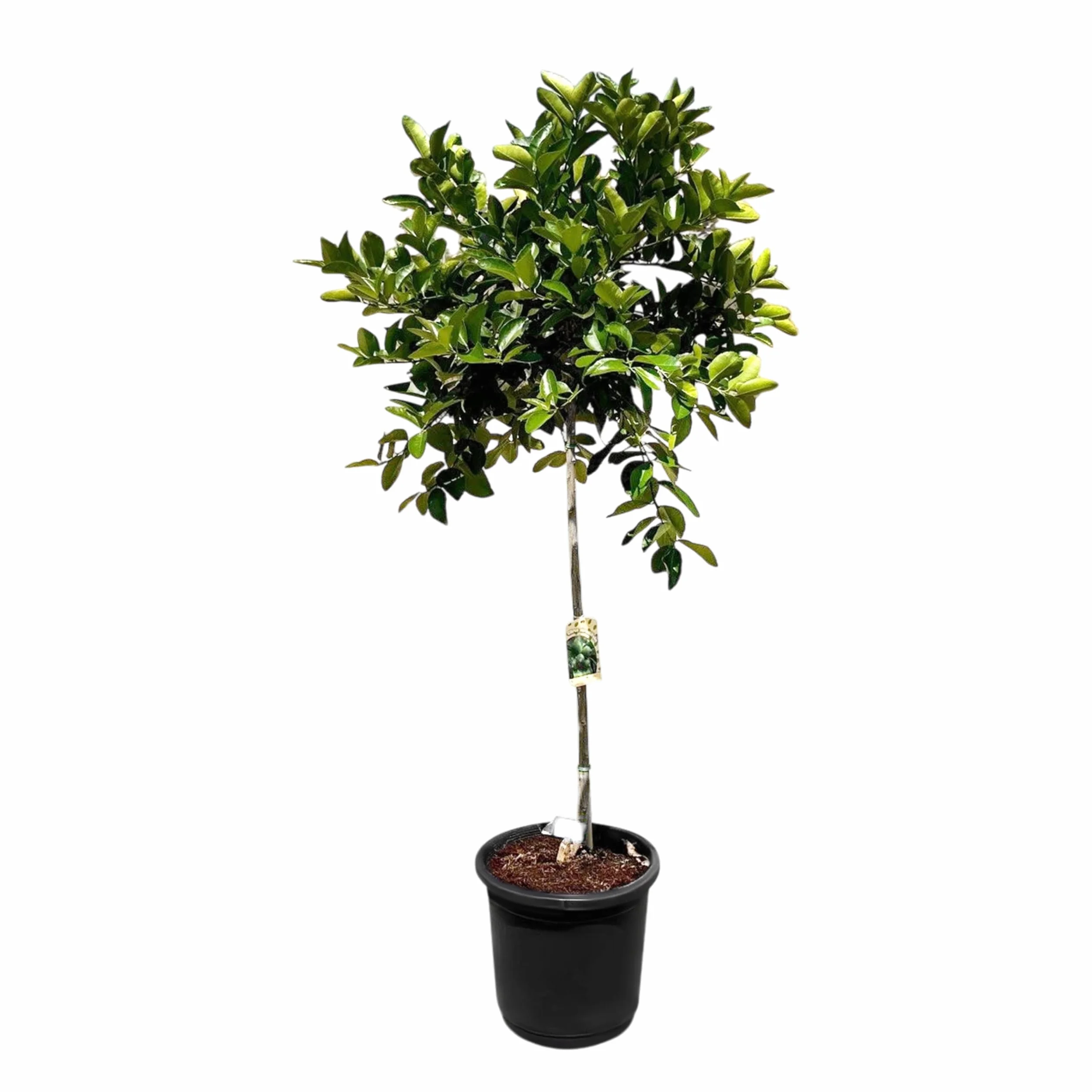 Sunny Tree Limettier 8 ans Citrus Latifolia 160 cm