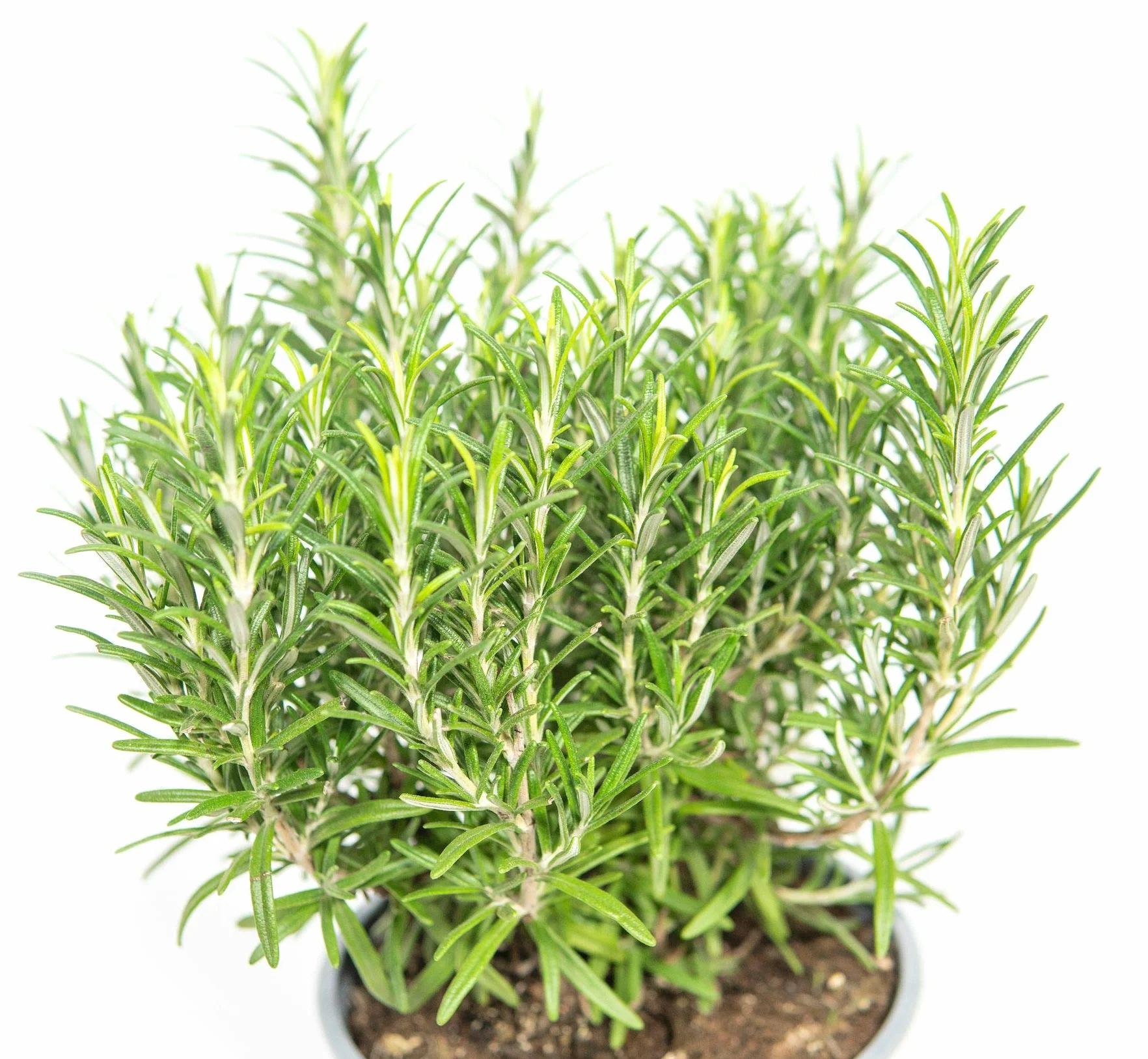 Romarin en pot 14 cm, Rosmarinus officinalis, hauteur 20 cm