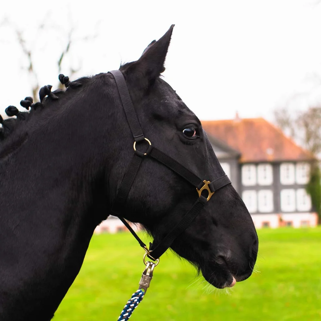 Licol pour poulain Mini Shetty - Licol pour cheval en bois - 2 positions réglables au niveau du menton et de la têtière (noir, poulain)