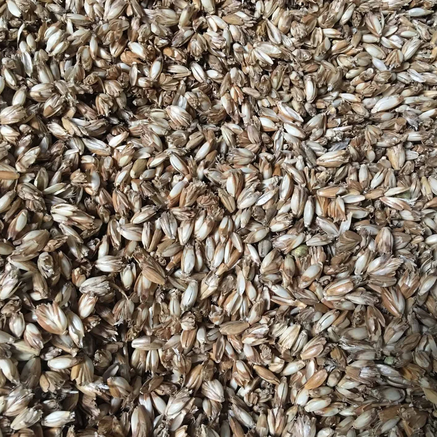 Épeautre bio pour remplissage de coussin à partir de 1 kg jusqu'à 30 kg – Les grains d'épeautre sont nettoyés et dépoussiérés