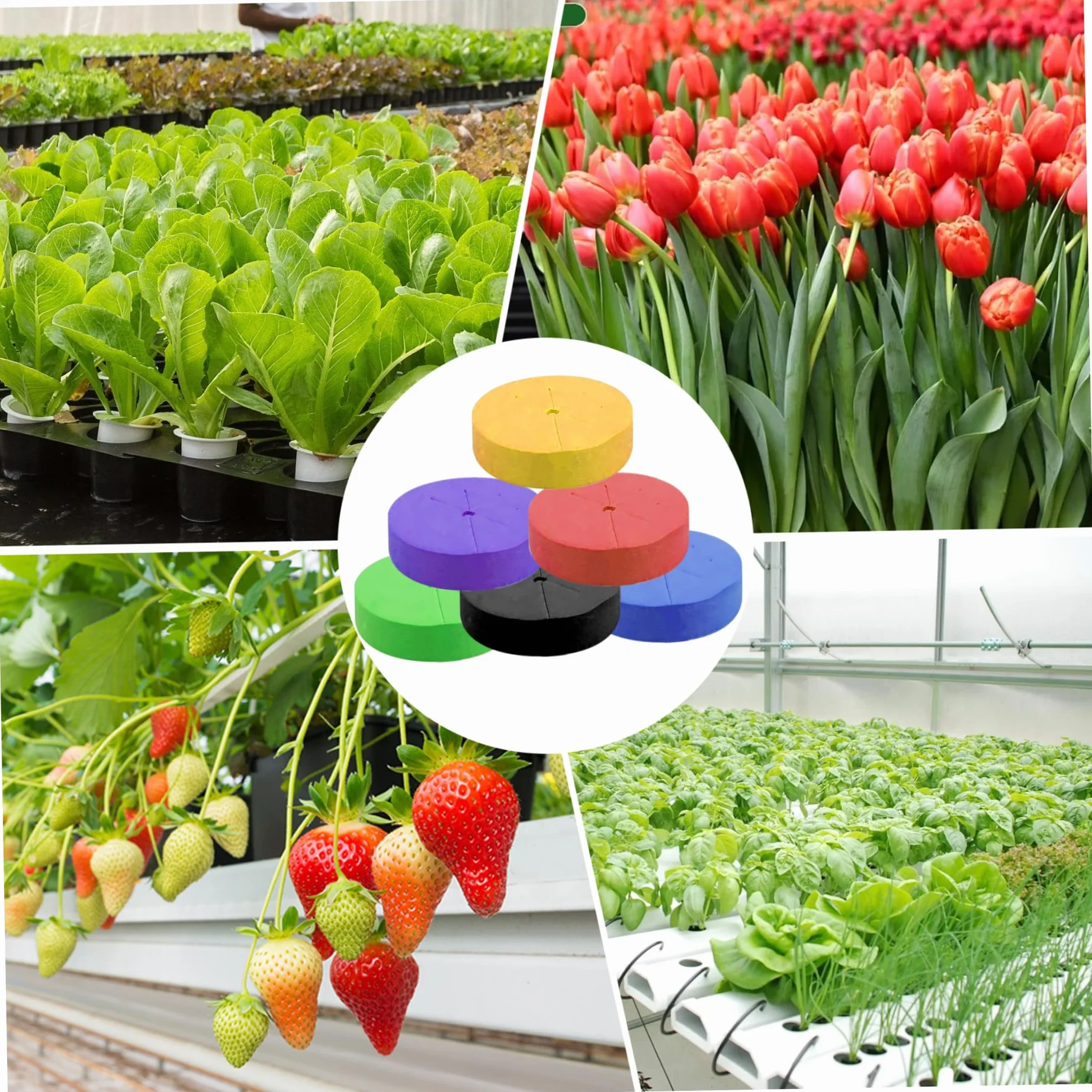 Éponges hydroponiques 40 pcs, inserts de cloner en mousse néoprène pour pots de filet 2 pouces, aéroponique