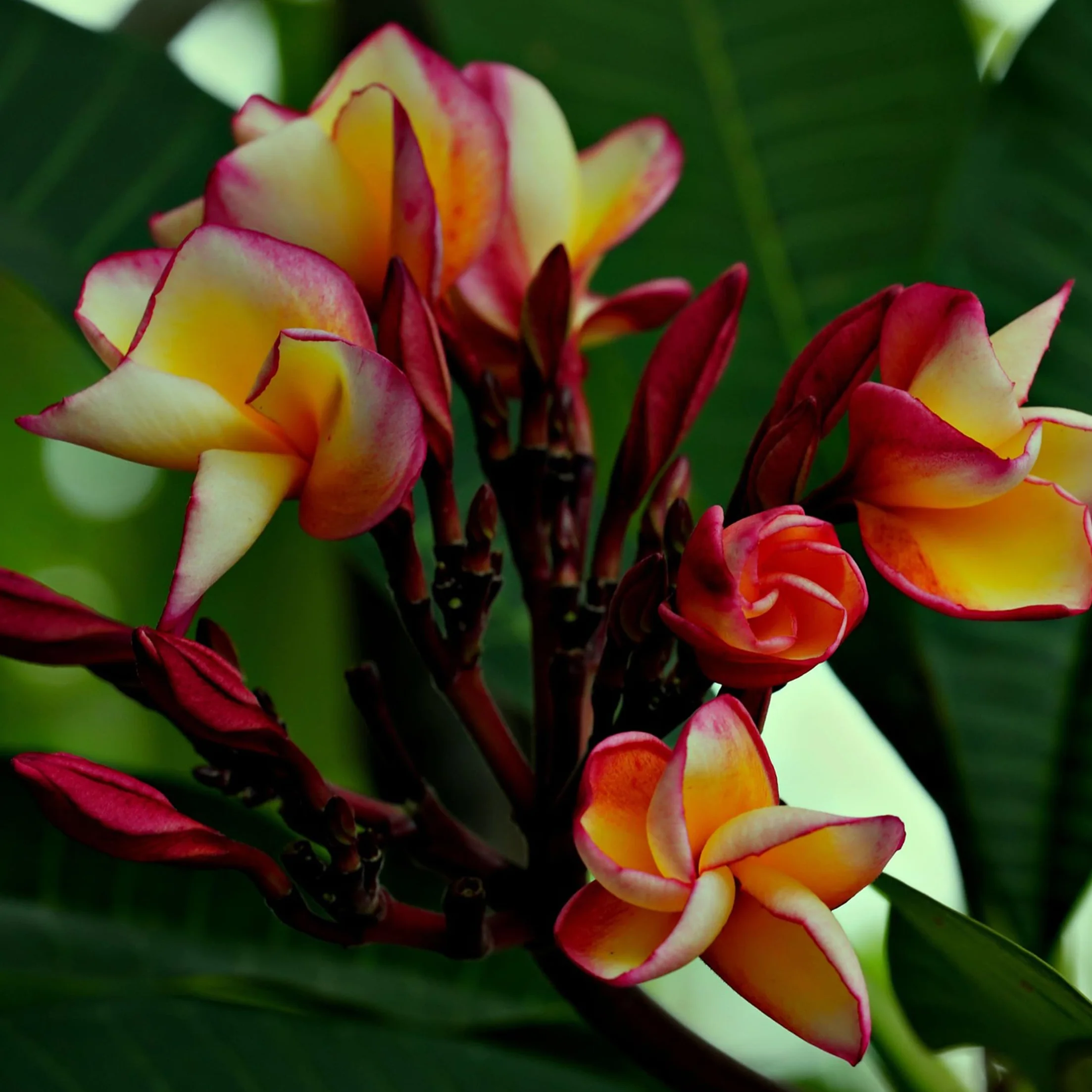 Plant in a Box Plumeria Frangipani Hawaii Frangipanier plante exotiques Pot 17cm Hauteur 45-55cm