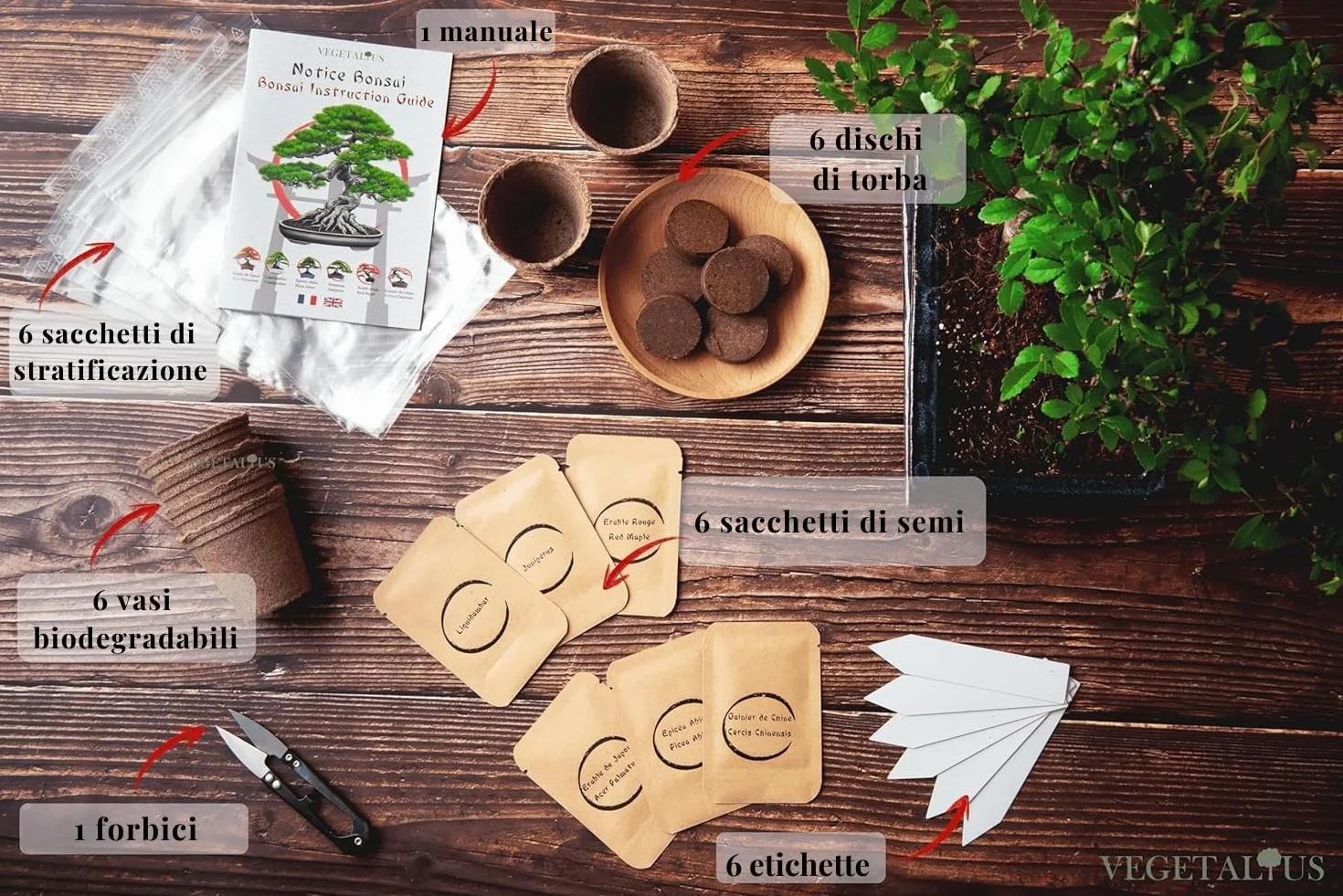 Kit complet de 6 bonsaïs avec graines et accessoires Fabriqué en France