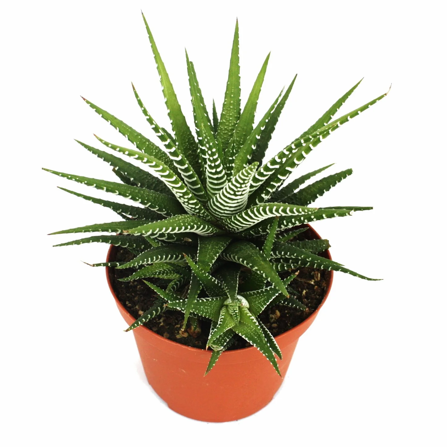 Haworthia fasciata Big Band pot 10,5 cm