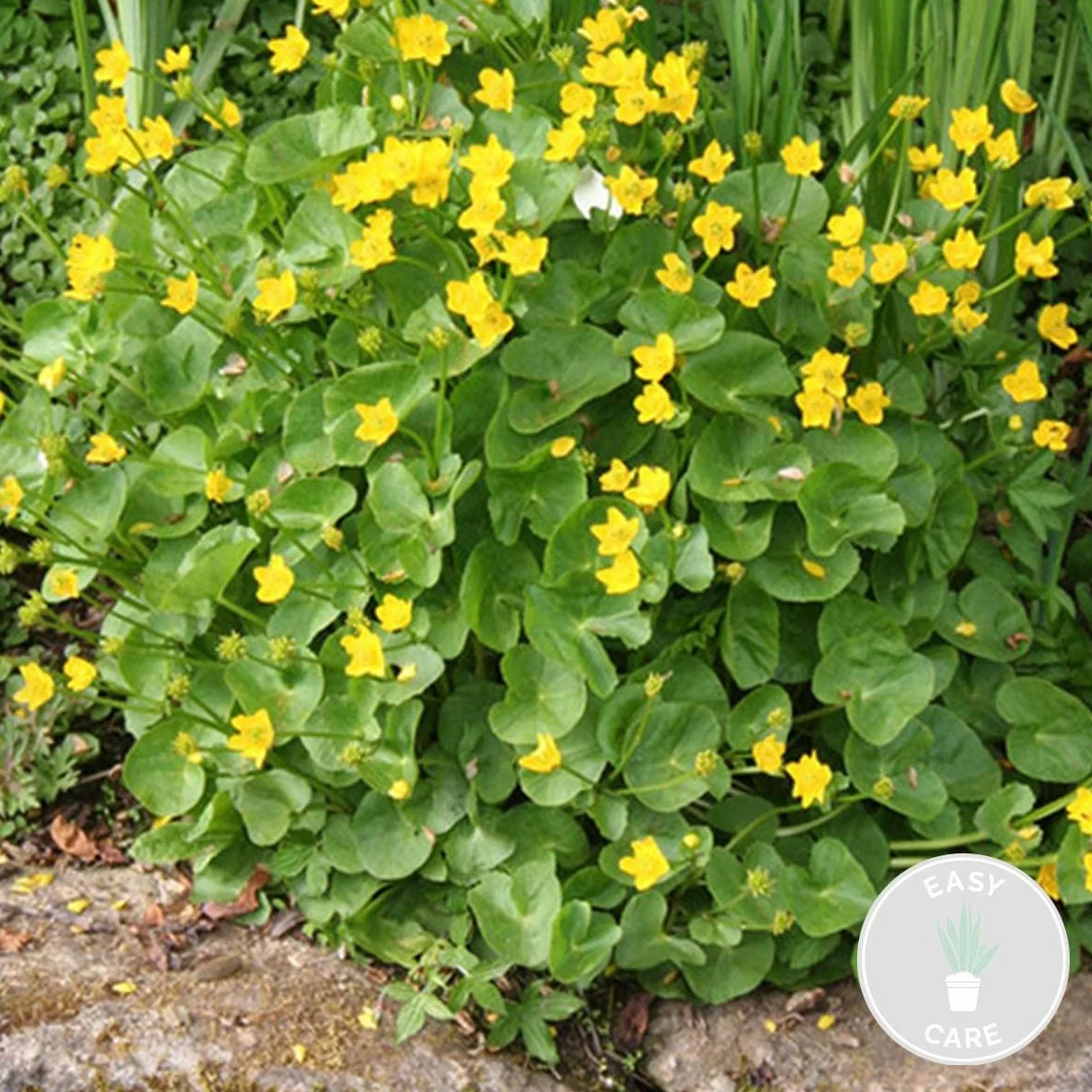 Caltha Palustris Populage des marais Plantes de bassin Rustique 15-25 cm Pot 9 cm